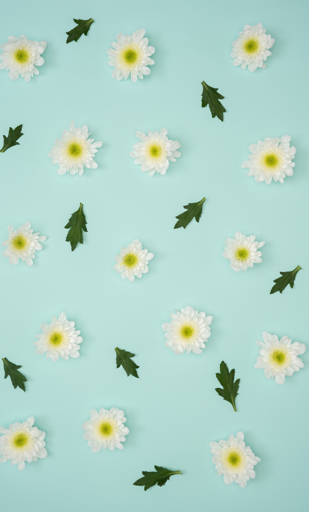 Download wallpaper 1280x2120 chamomile, leaves, flowers, minimalism, iphone 6 plus, 1280x2120 HD background, 9953