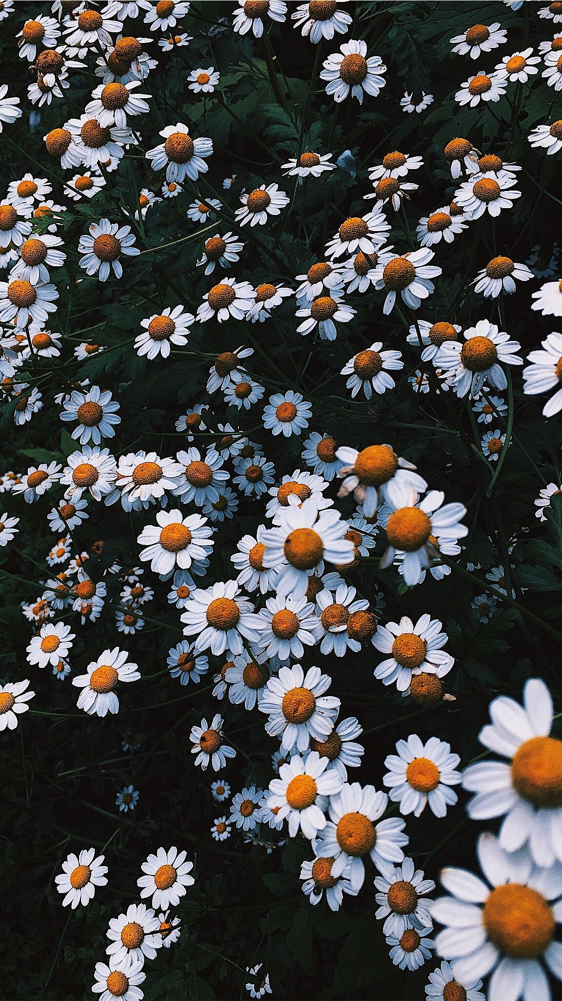 Camomile field. Resim, Resim duvarı, Papatyalar