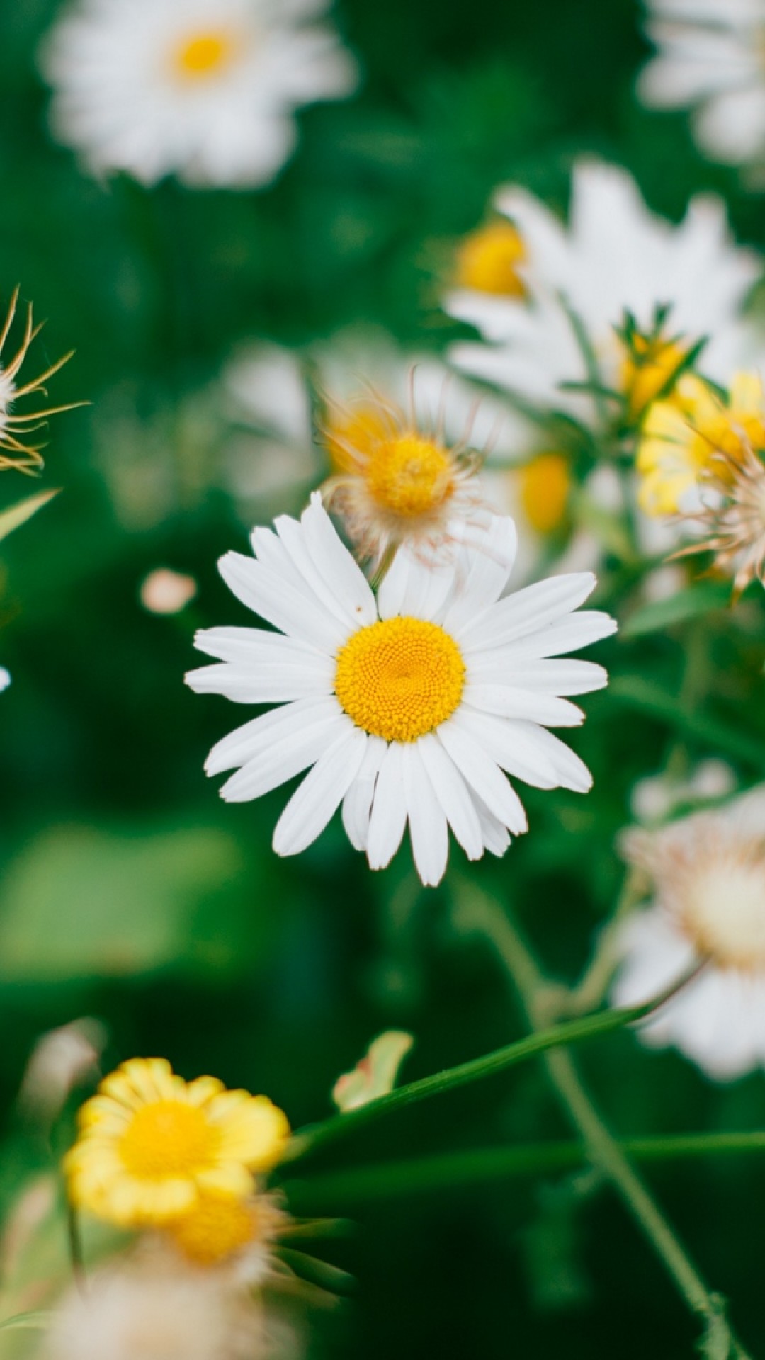 Chamomile field HD Wallpaper iPhone 6 / 6S Plus Wallpaper .net