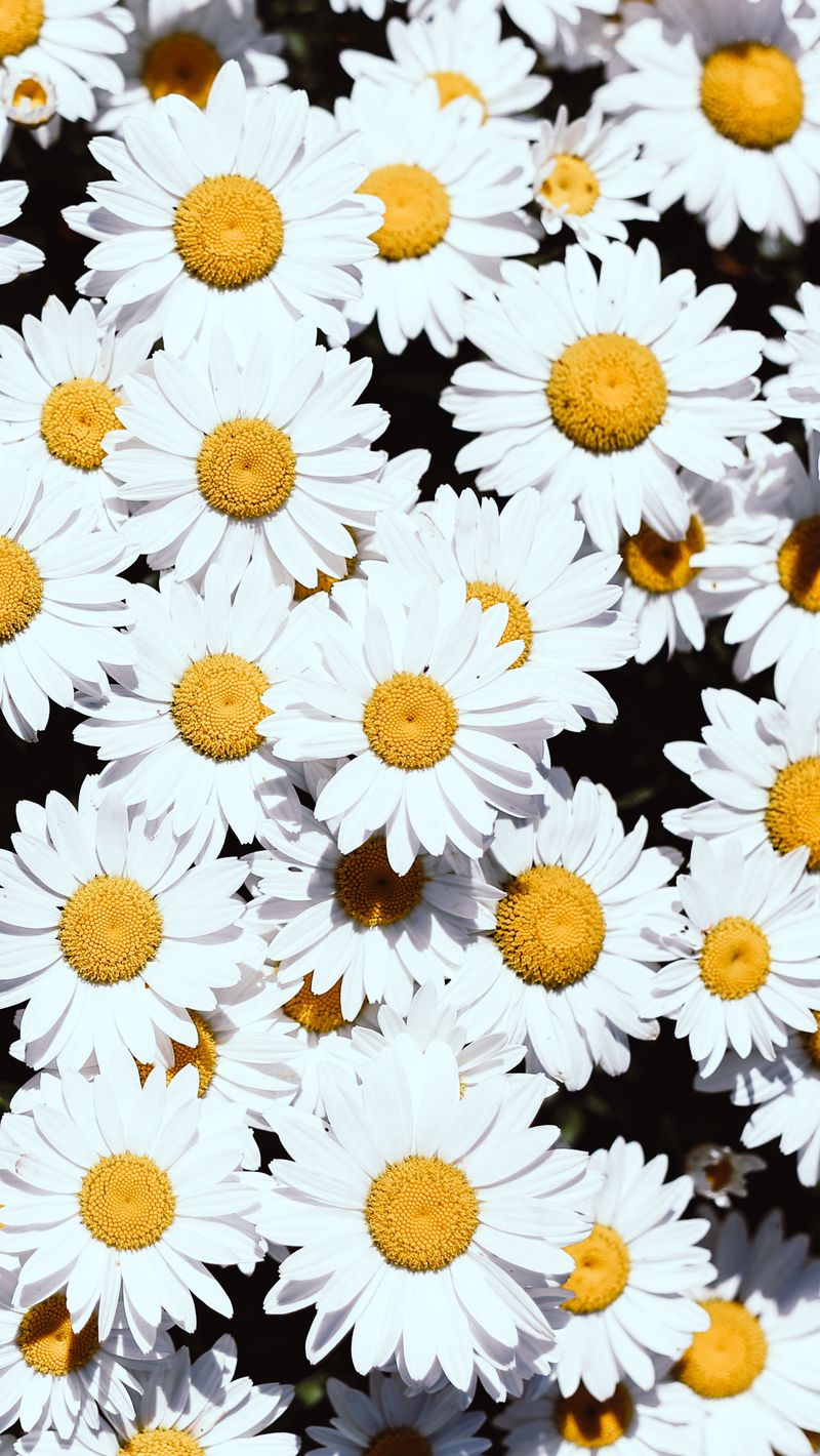 Download Wallpaper 800x1420 Chamomile, Flowers, White, Bloom, Plants Iphone Se 5s 5c 5 For Parallax HD Background
