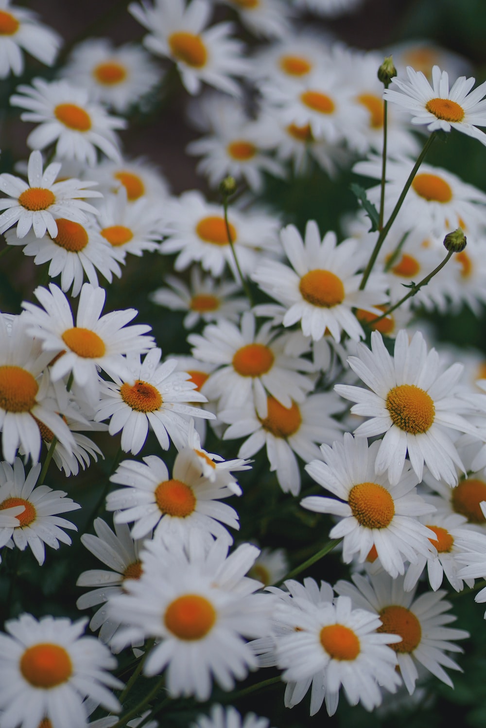 Camomile Picture. Download Free Image