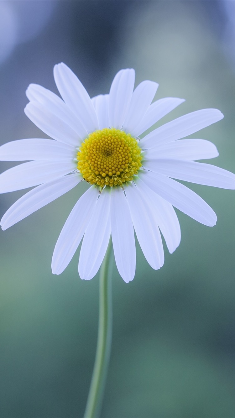 White Flower, Chamomile, Glare 750x1334 IPhone 8 7 6 6S Wallpaper, Background, Picture, Image