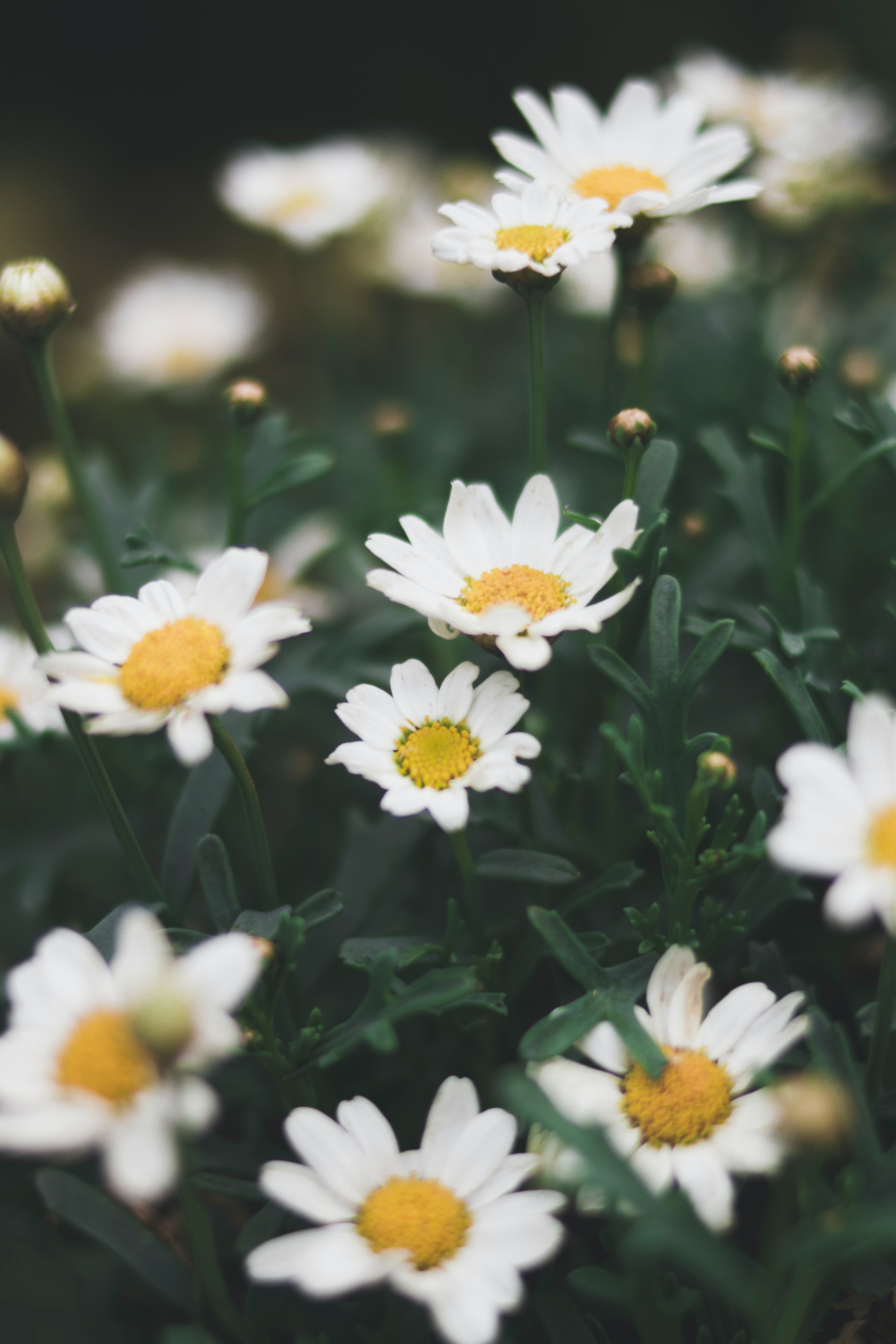 Chamomile Photo, Download The BEST Free Chamomile & HD Image