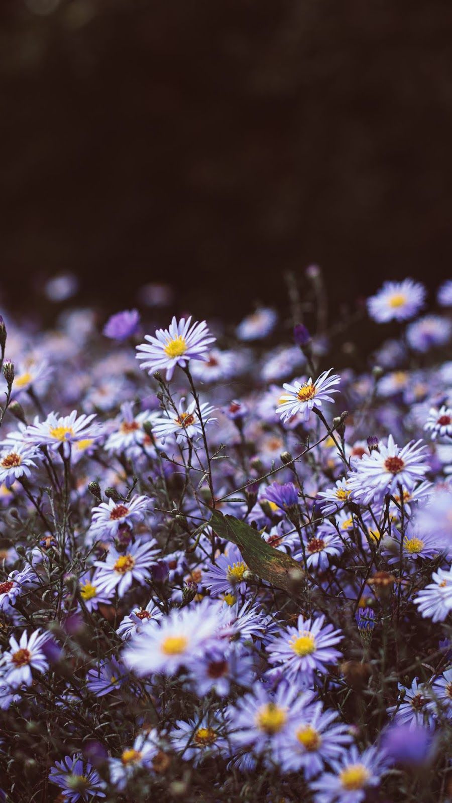 Chamomile #wallpaper #iphone #android #background #followme. 아이콘