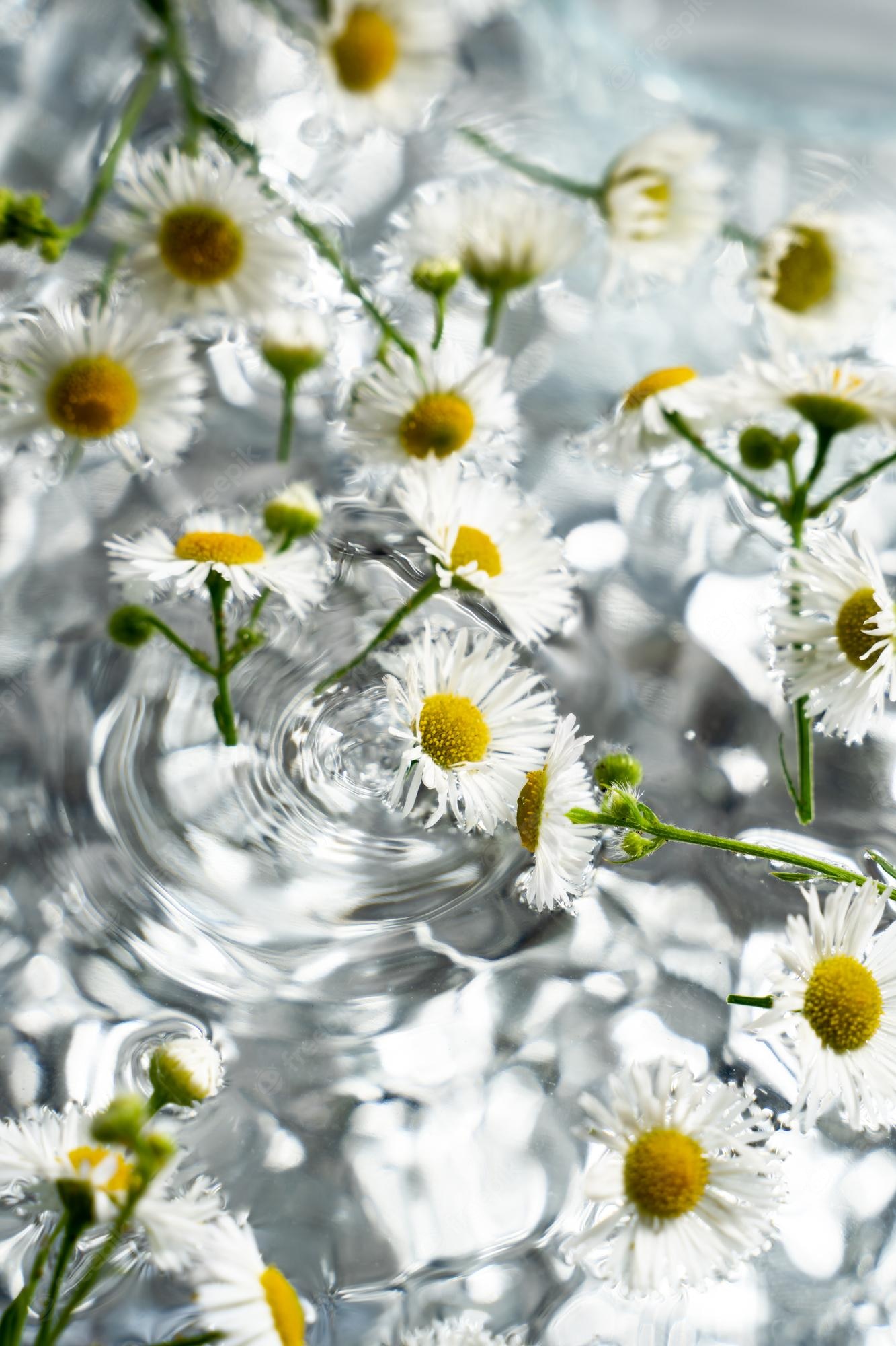 Premium Photo. Chamomile flowers in water, wallpaper for your desktop