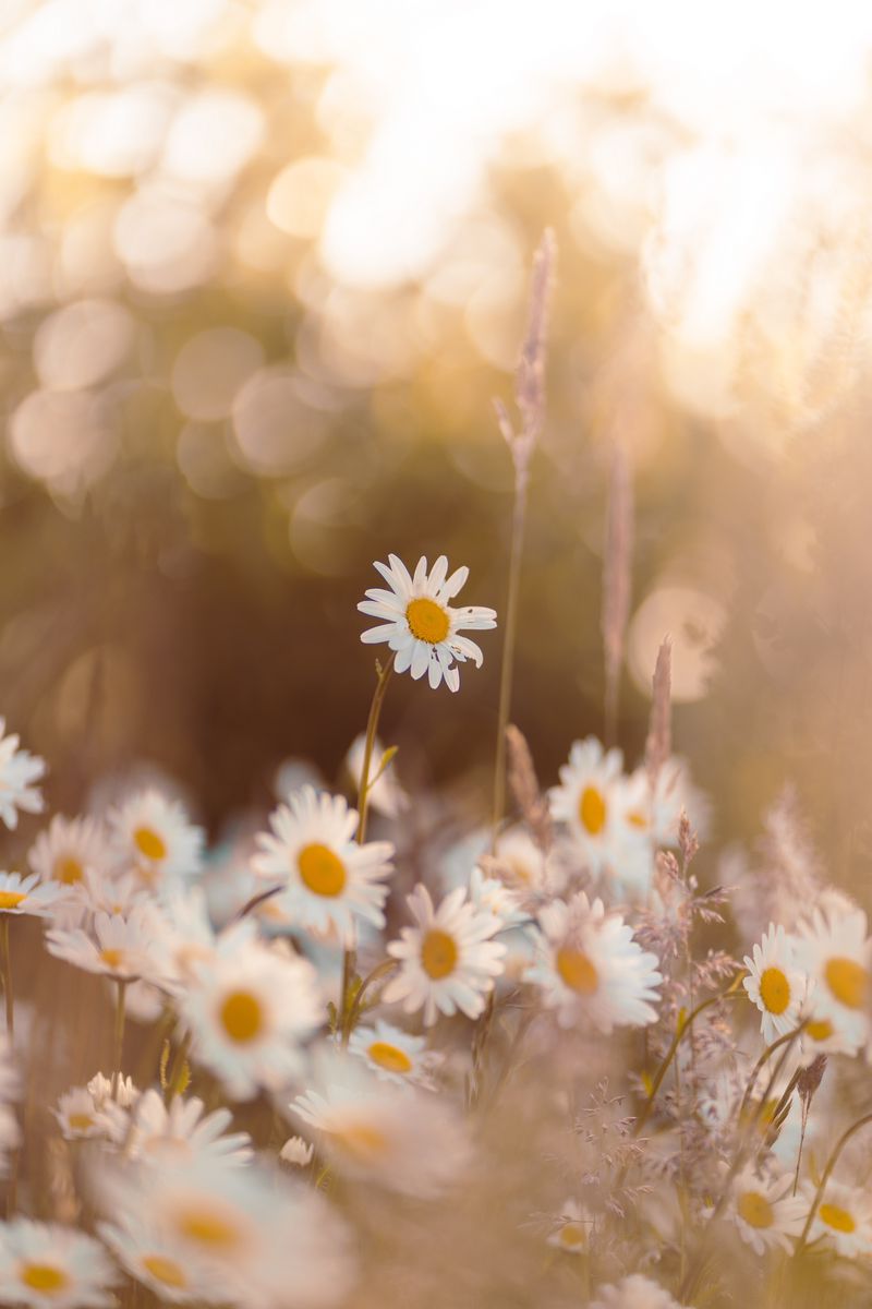 Download Wallpaper 800x1200 Chamomile, Wildflowers, Petals, Focus Iphone 4s 4 For Parallax HD Background