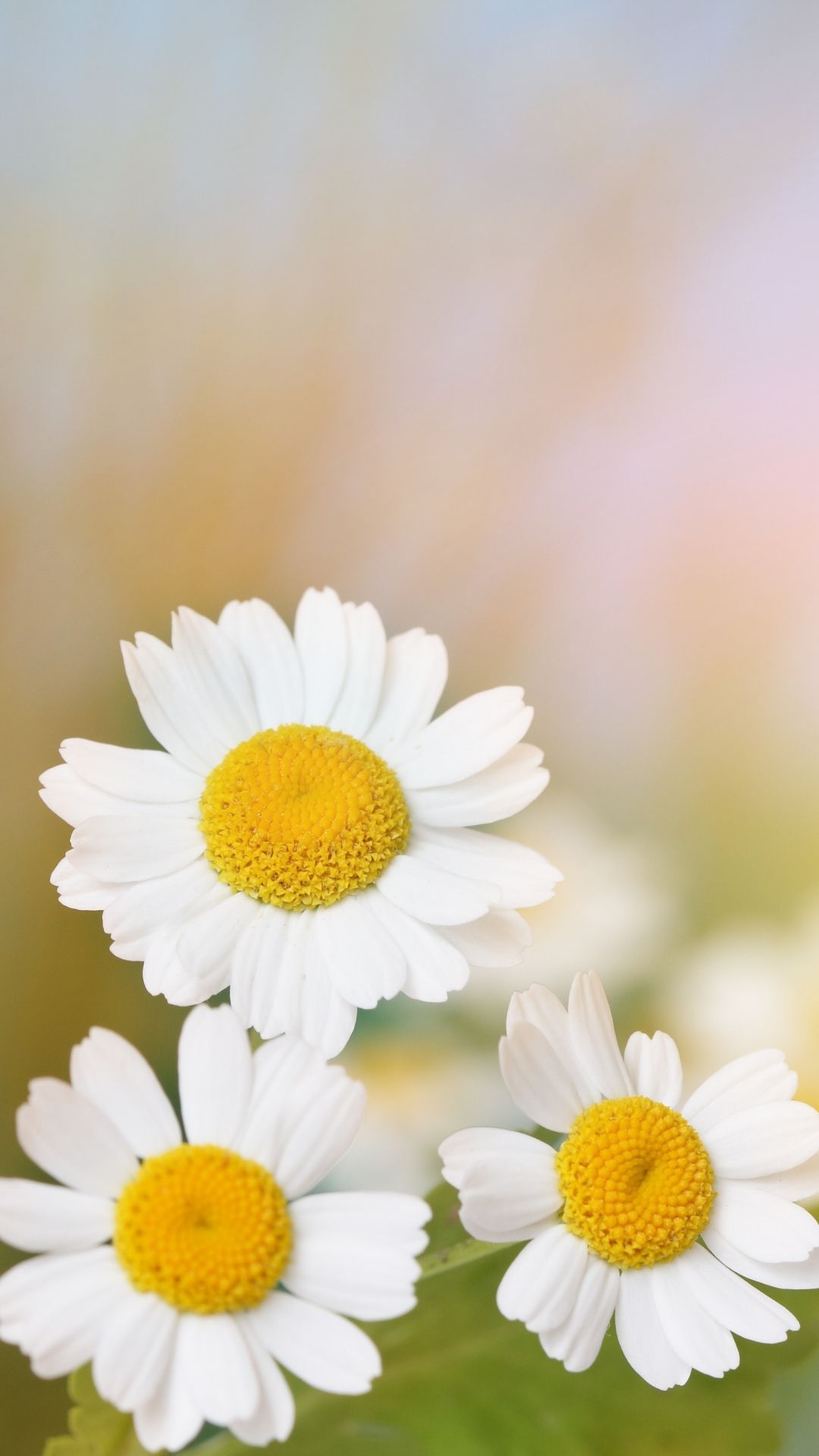 Beautiful Daisy Wallpaper For Phones XO Factor