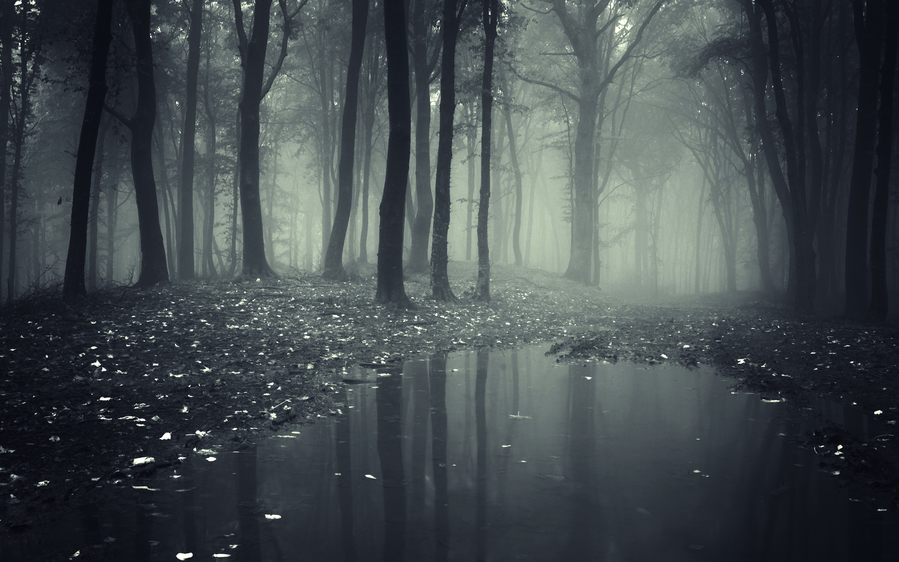 Dark Scary Forest Wallpaper
