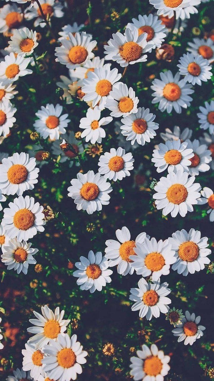 Daisy iPhone Wallpaper