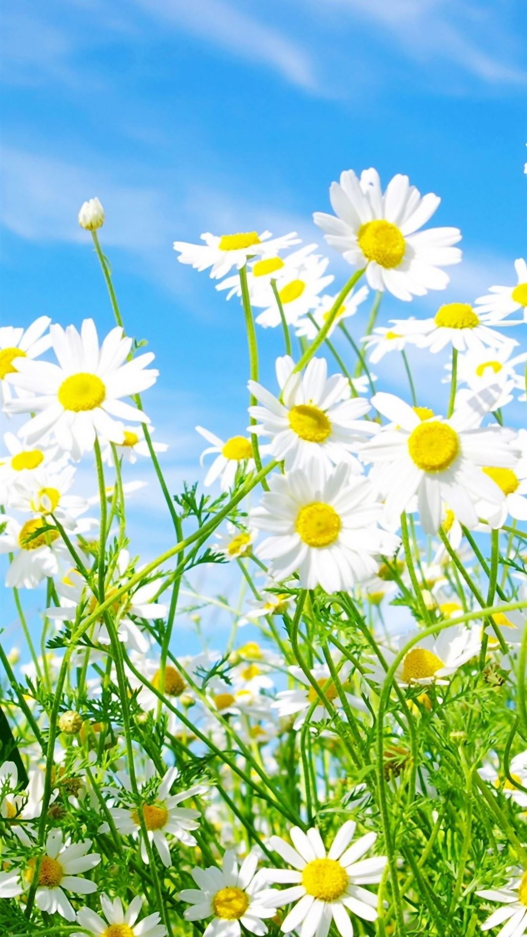 Daisies Flowers iPhone Wallpaper Free Download