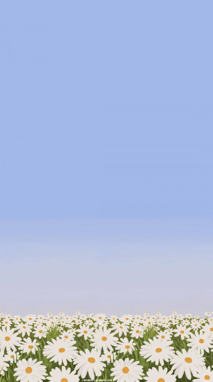 Download Skies And White Daisy iPhone Wallpaper