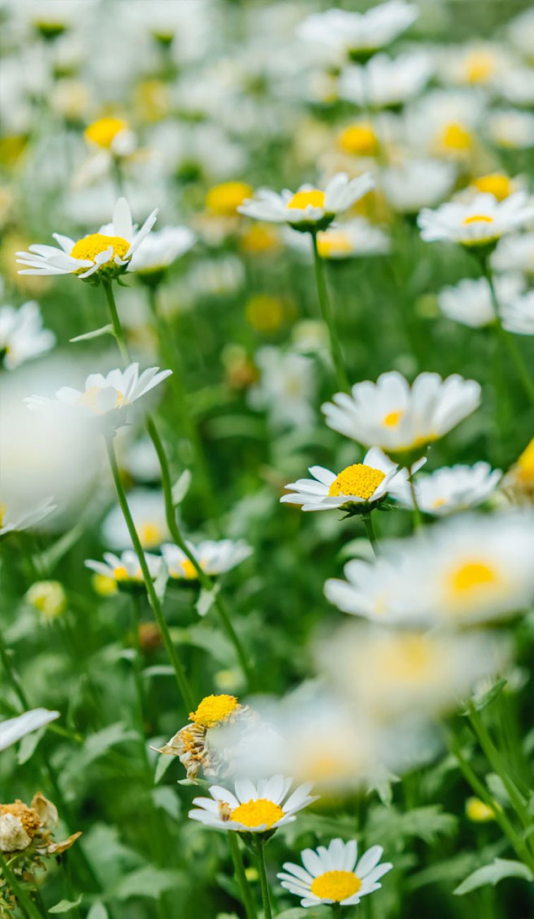 Daisies, wild flowers Wallpaper