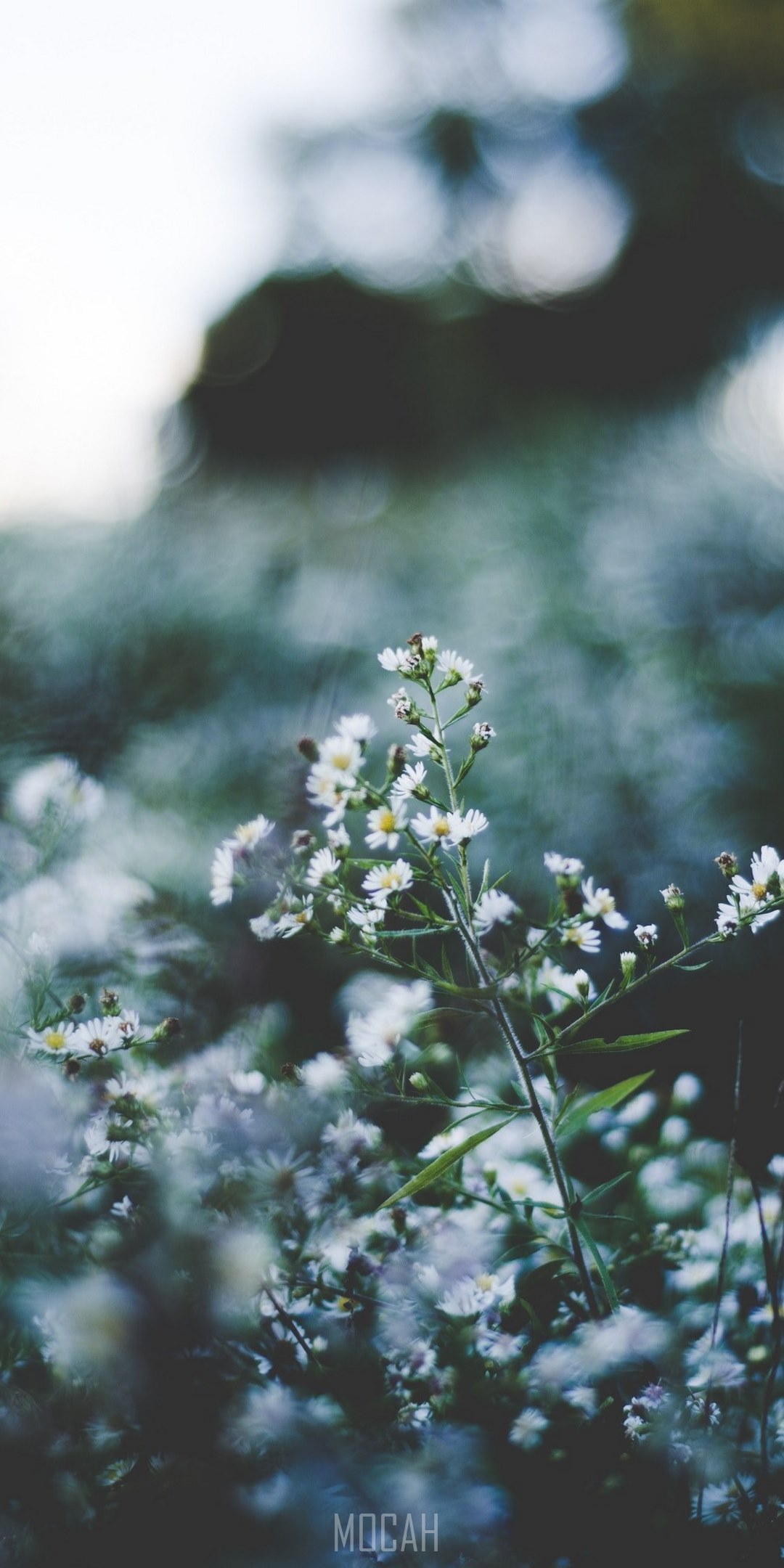 wild chamomile flowers in a meadow, wild chamomile, Sony Xperia XA2 Plus wallpaper download, 1080x1920 Gallery HD Wallpaper