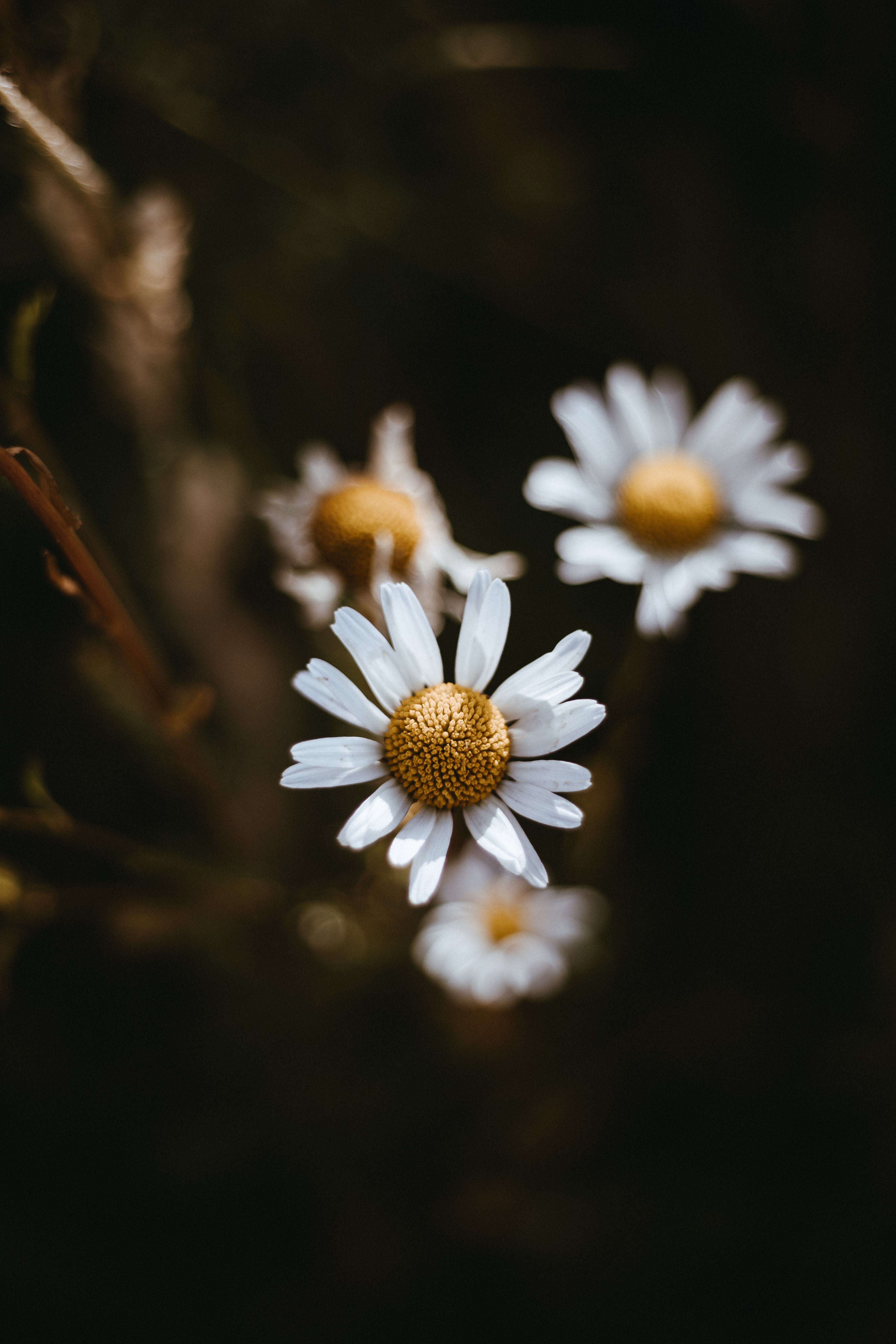 Surprising Health Benefits of Chamomile