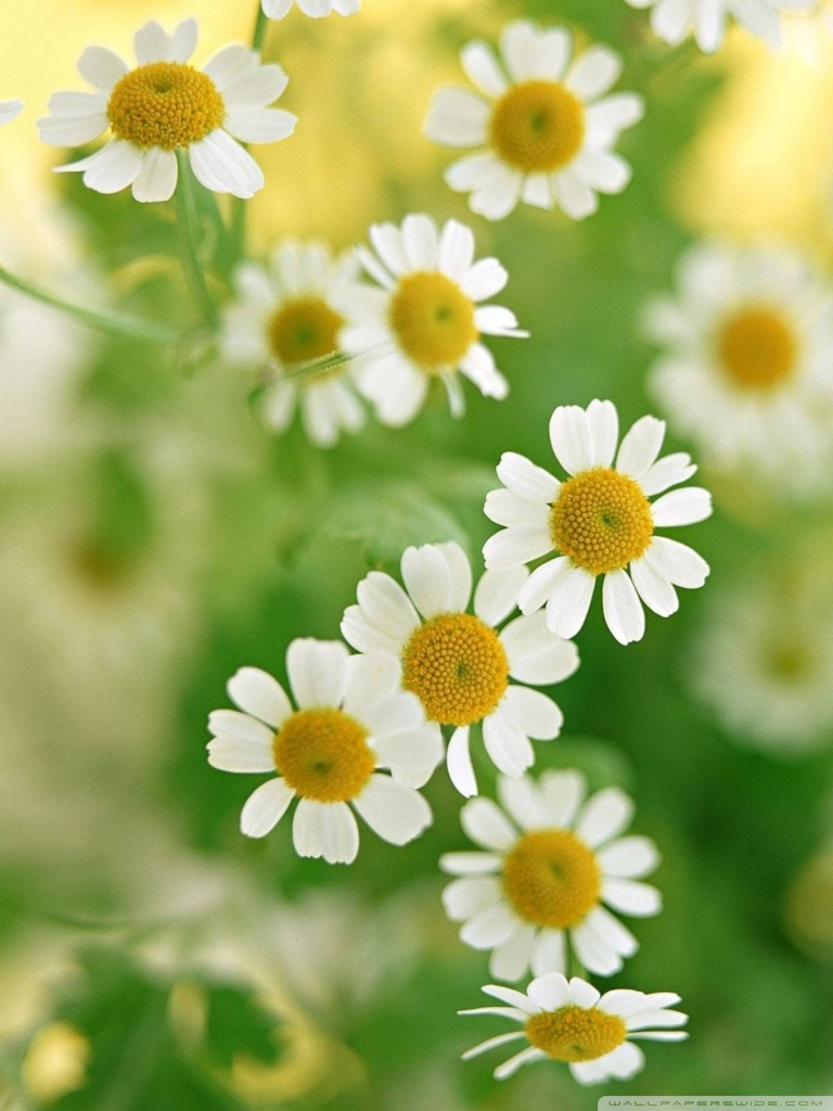 Chamomile Macro Ultra HD Desktop Background Wallpaper for 4K UHD TV, Multi Display, Dual Monitor, Tablet