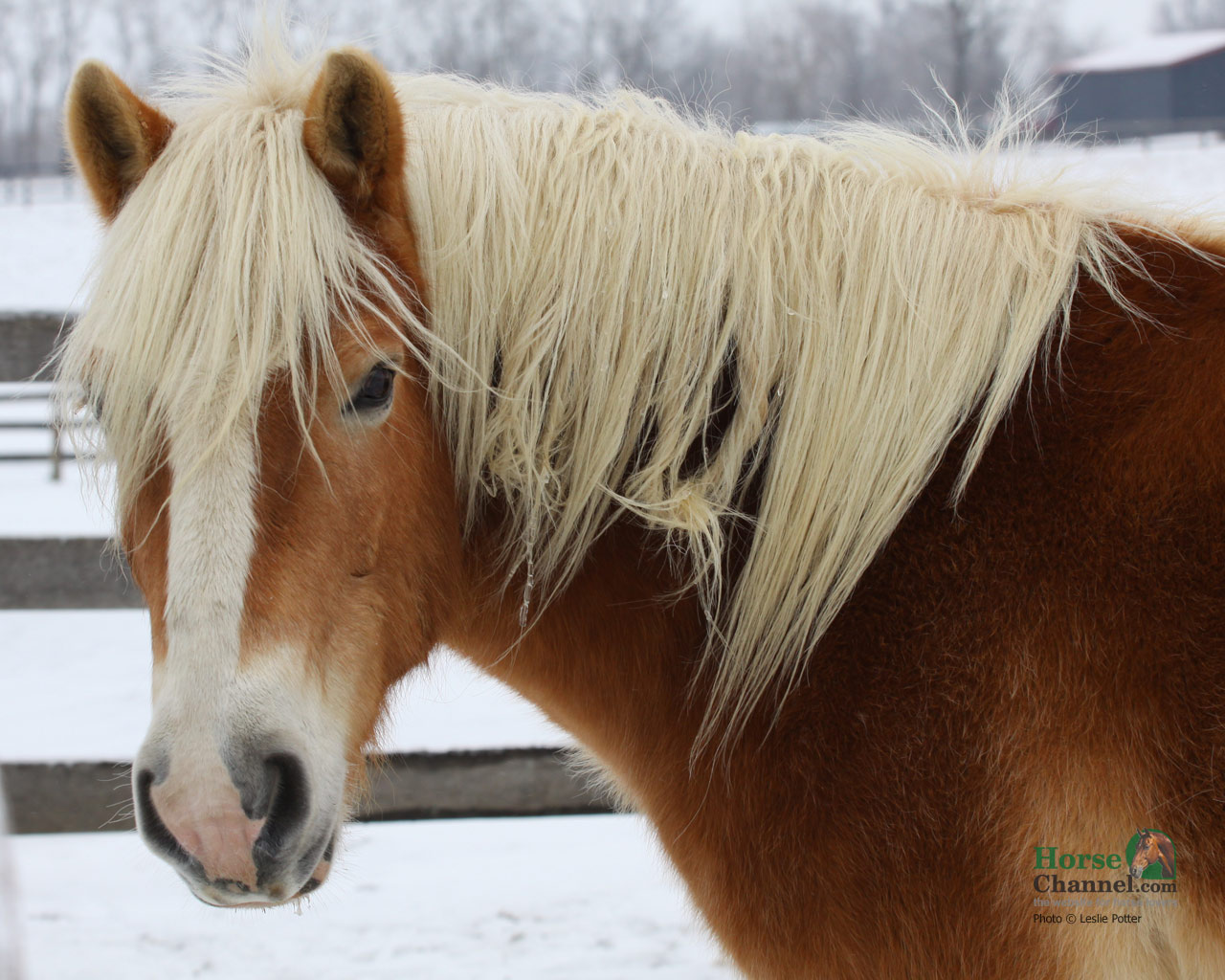 Haflinger Horse Desktop Wallpaper
