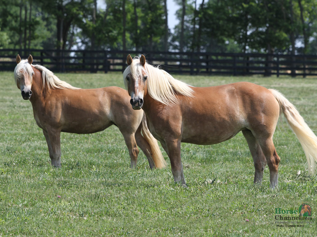 Haflinger Horse Desktop Wallpaper