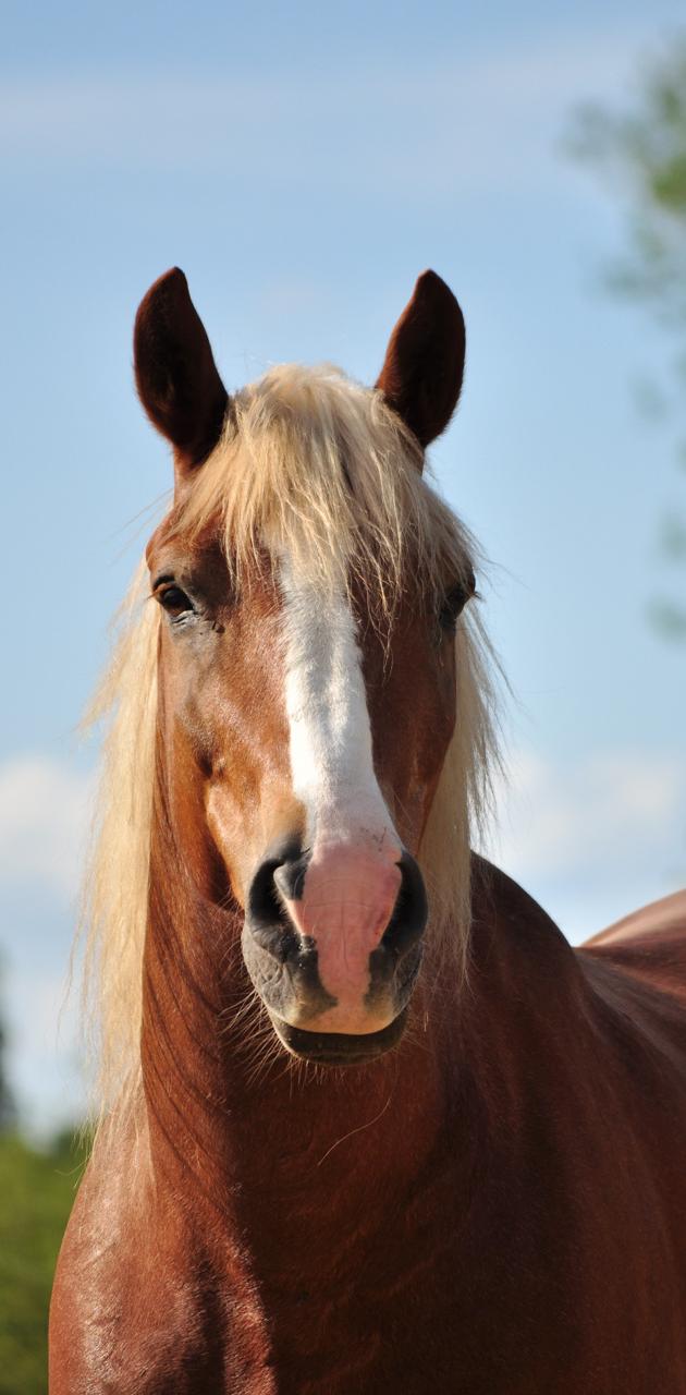 Haflinger horse wallpaper