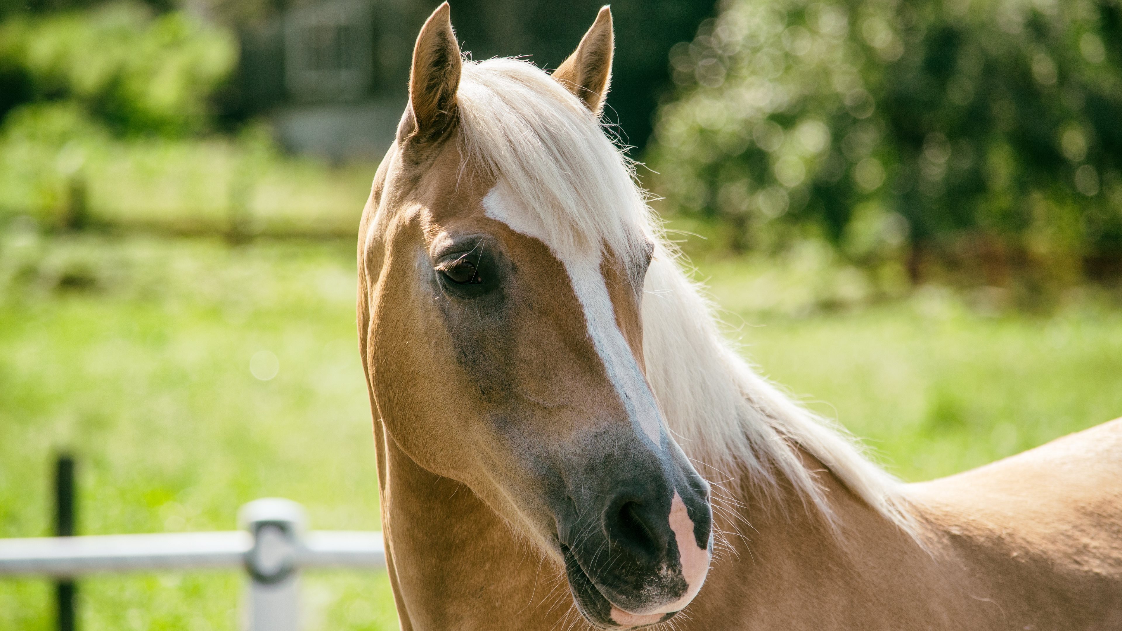 Horse 4k Ultra HD Wallpaper