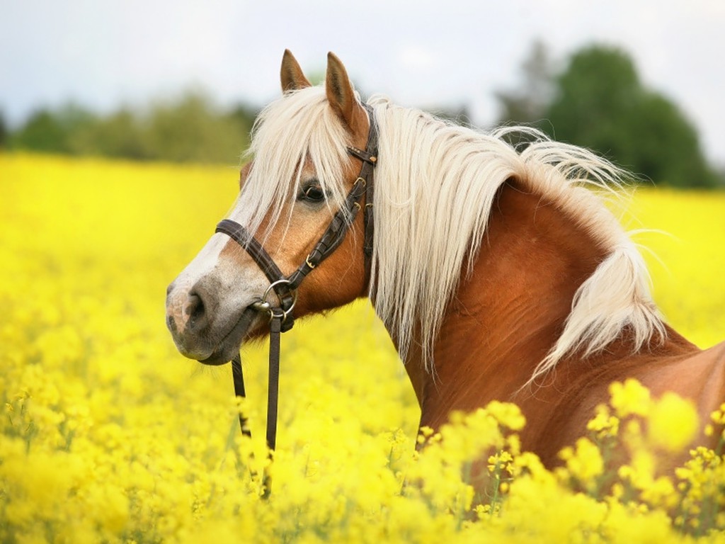 Realistic Horse Wallpaper