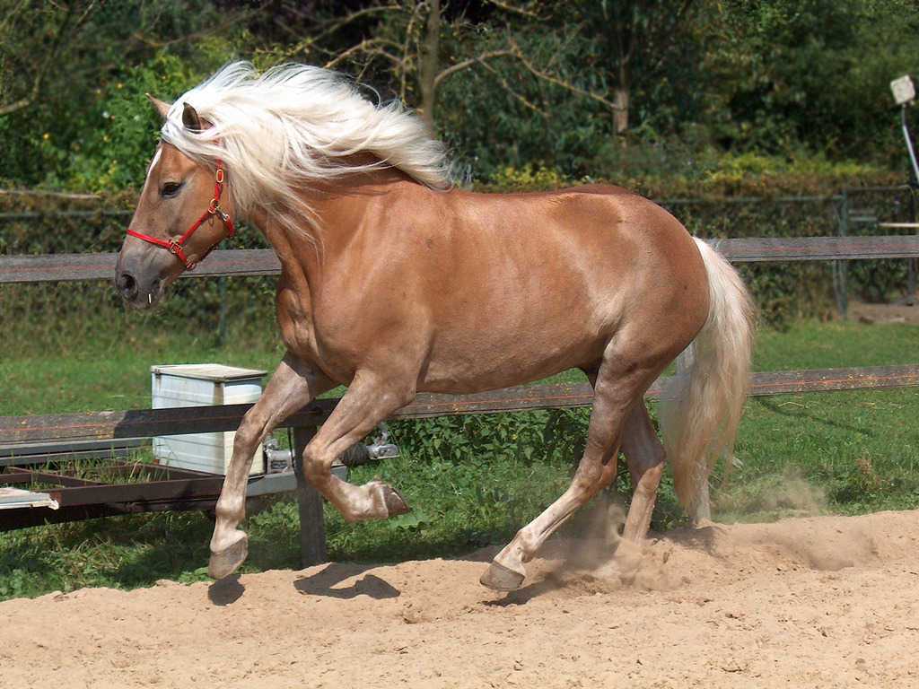 Haflinger Horse Info, Temperament, History, Picture