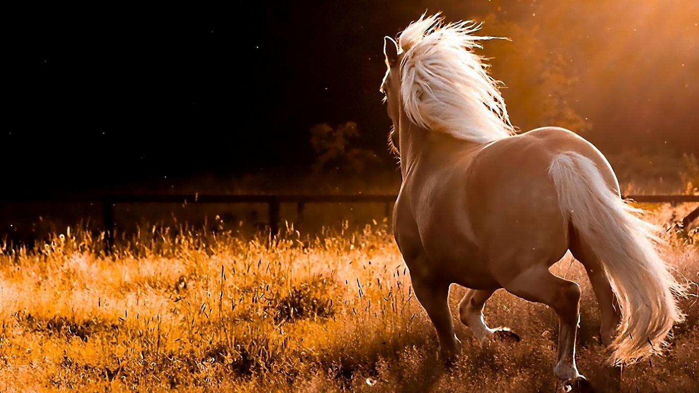 Wild Horse Wallpaper