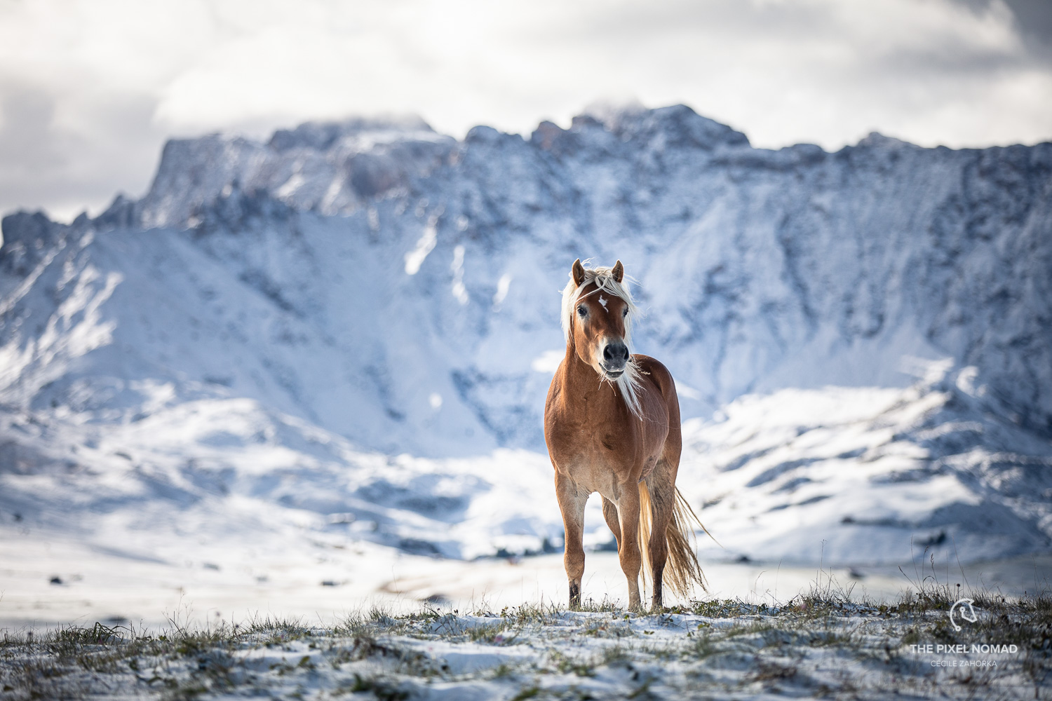 Haflinger horses in the first snow of the year