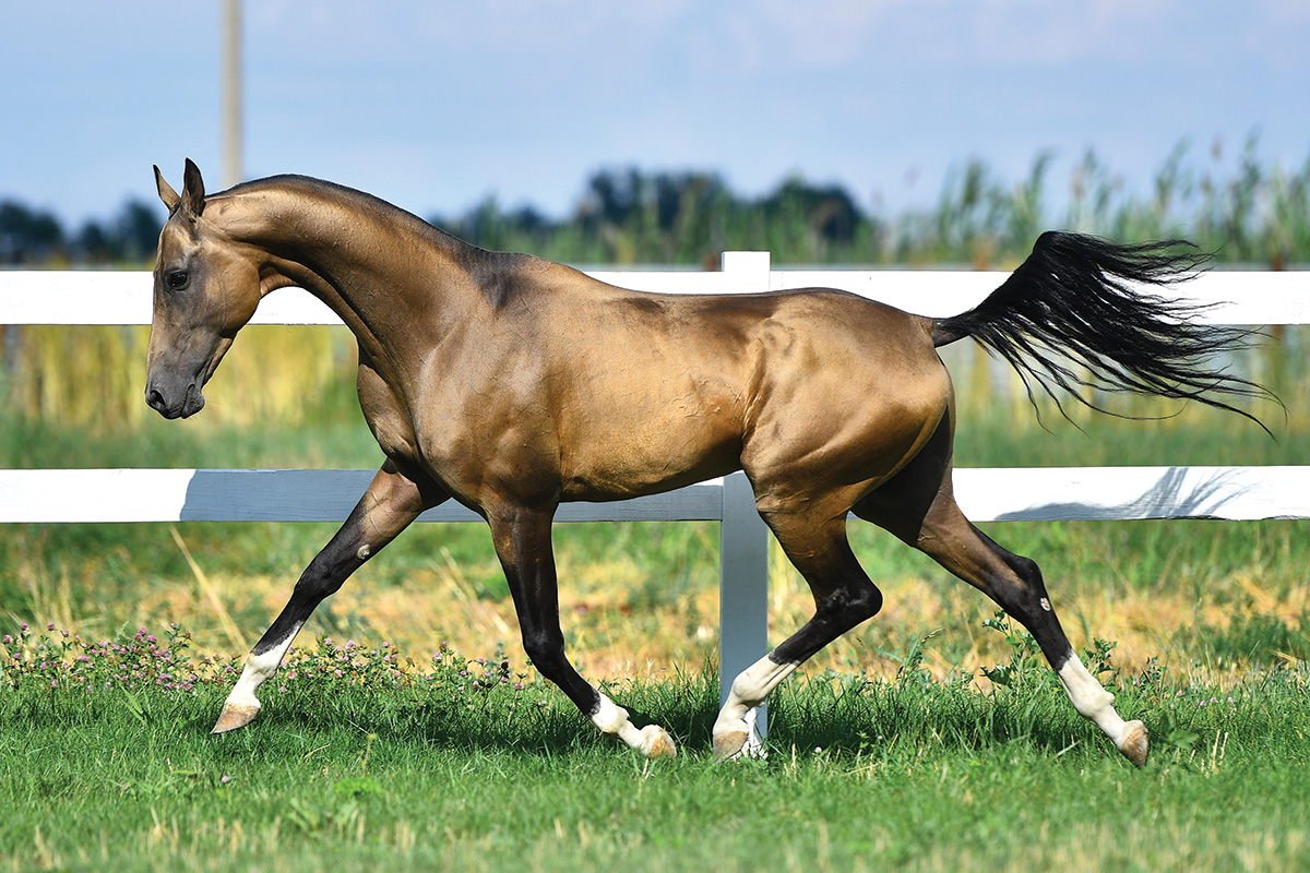 The Ancient Breed Of The Akhal Teke Rider Magazine