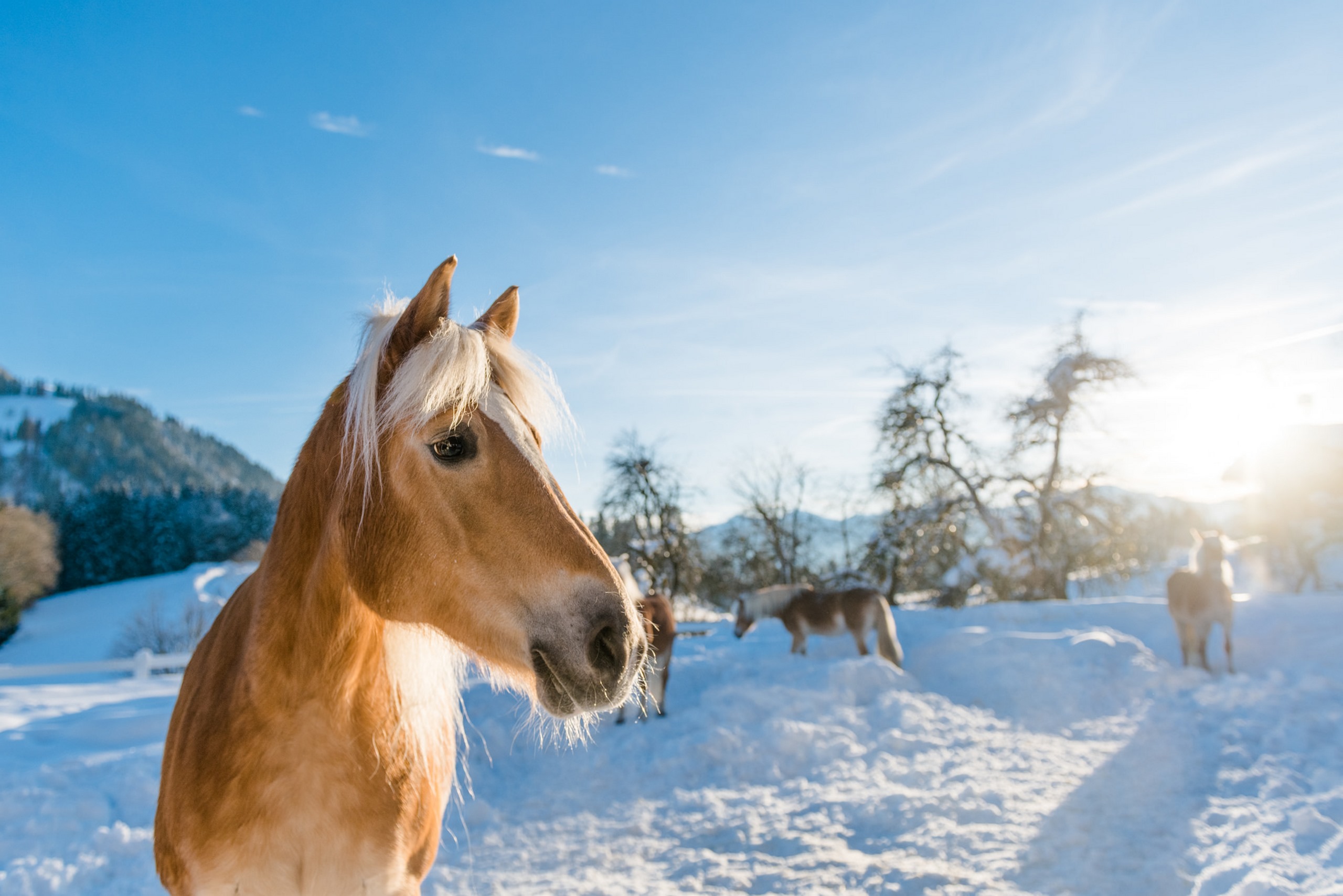 Our hotel with riding stables in Tyrol