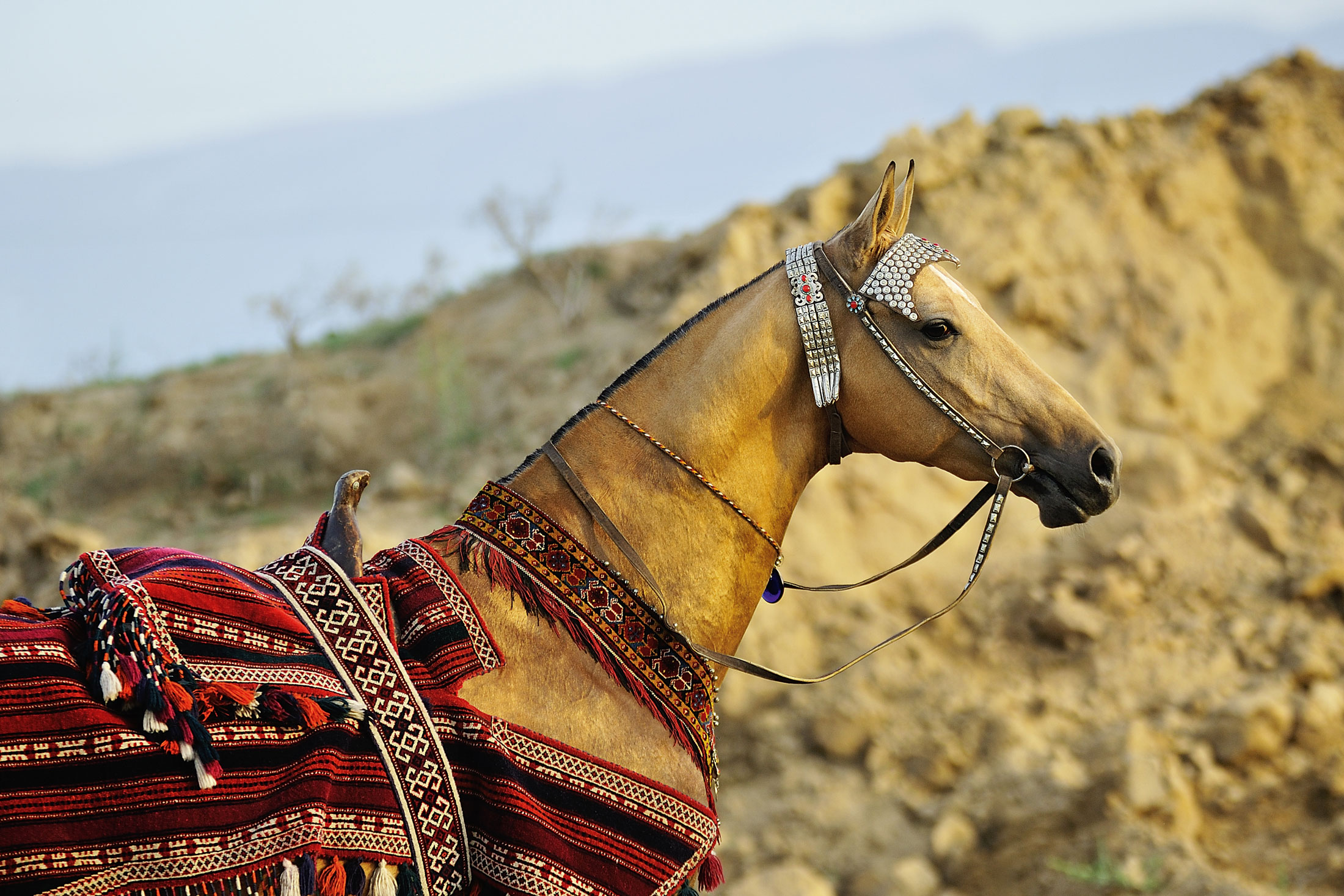 Discover The Exotic Akhal Teke