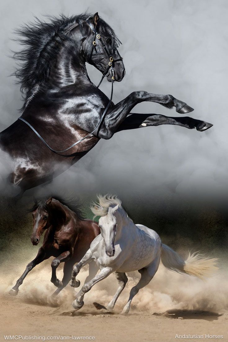Andalusian Horses. Фотографии лошадей, Картина лошади, Лошадиные породы