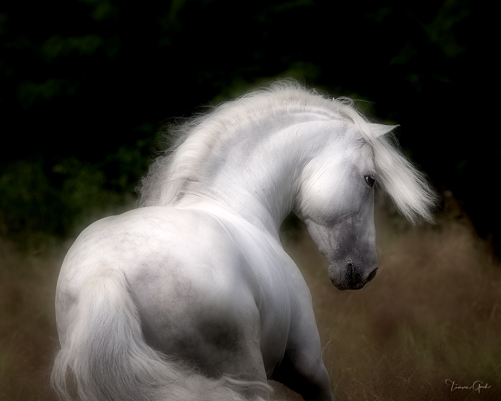 Andalusian Horse Photography Wall Art Photo Prints. Photo