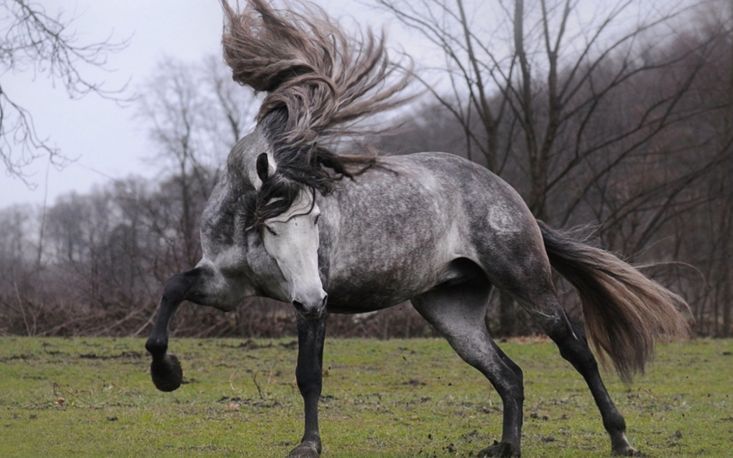 Andalusian Horse Desktop HD Wallpaper 76023