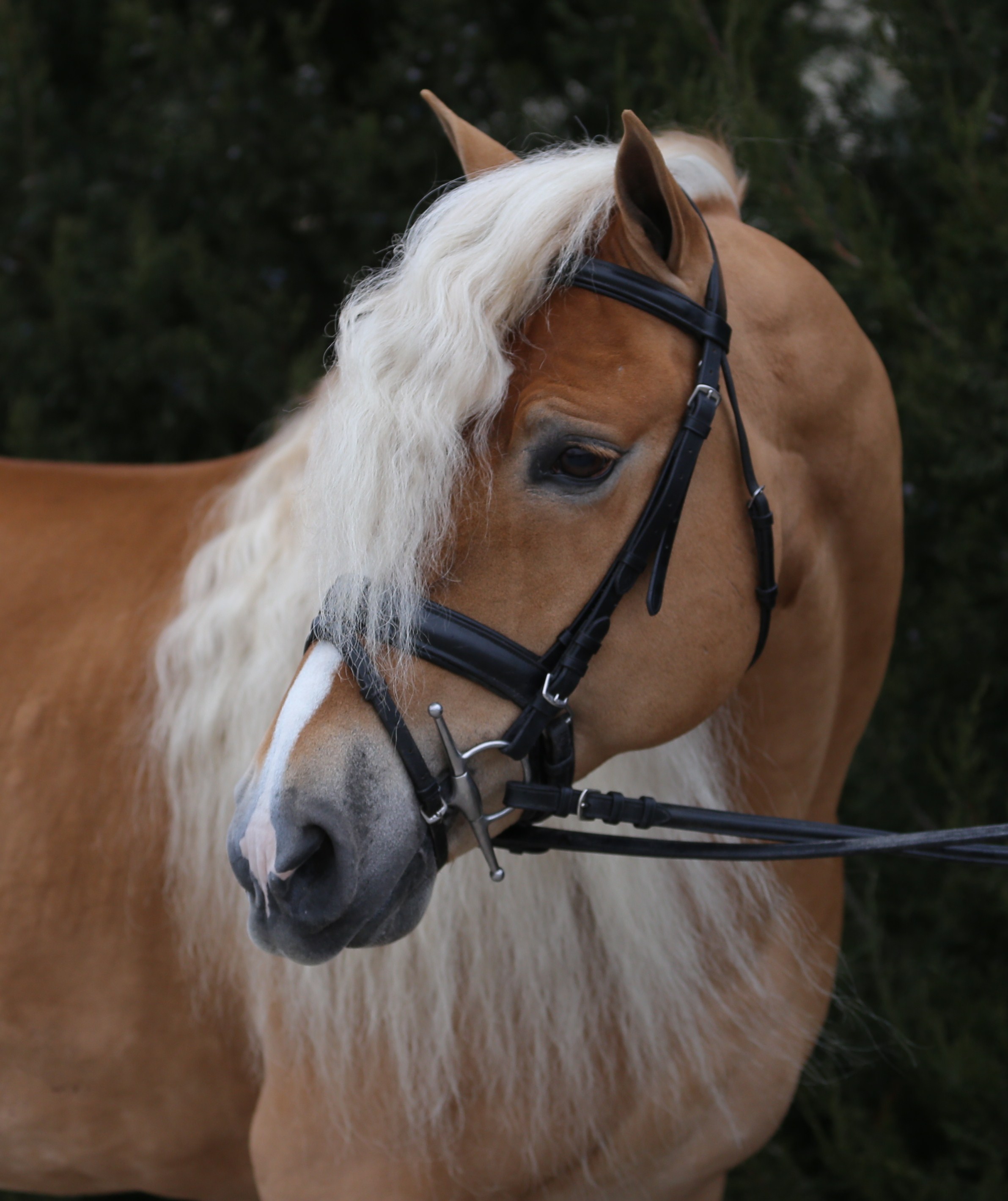 New Horizons Haflinger Horses