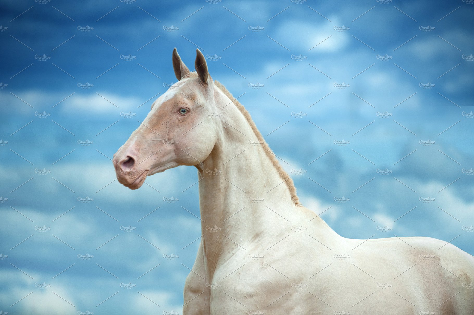 Perlino Akhal Teke Horse With Blue E. Animal Creative Market