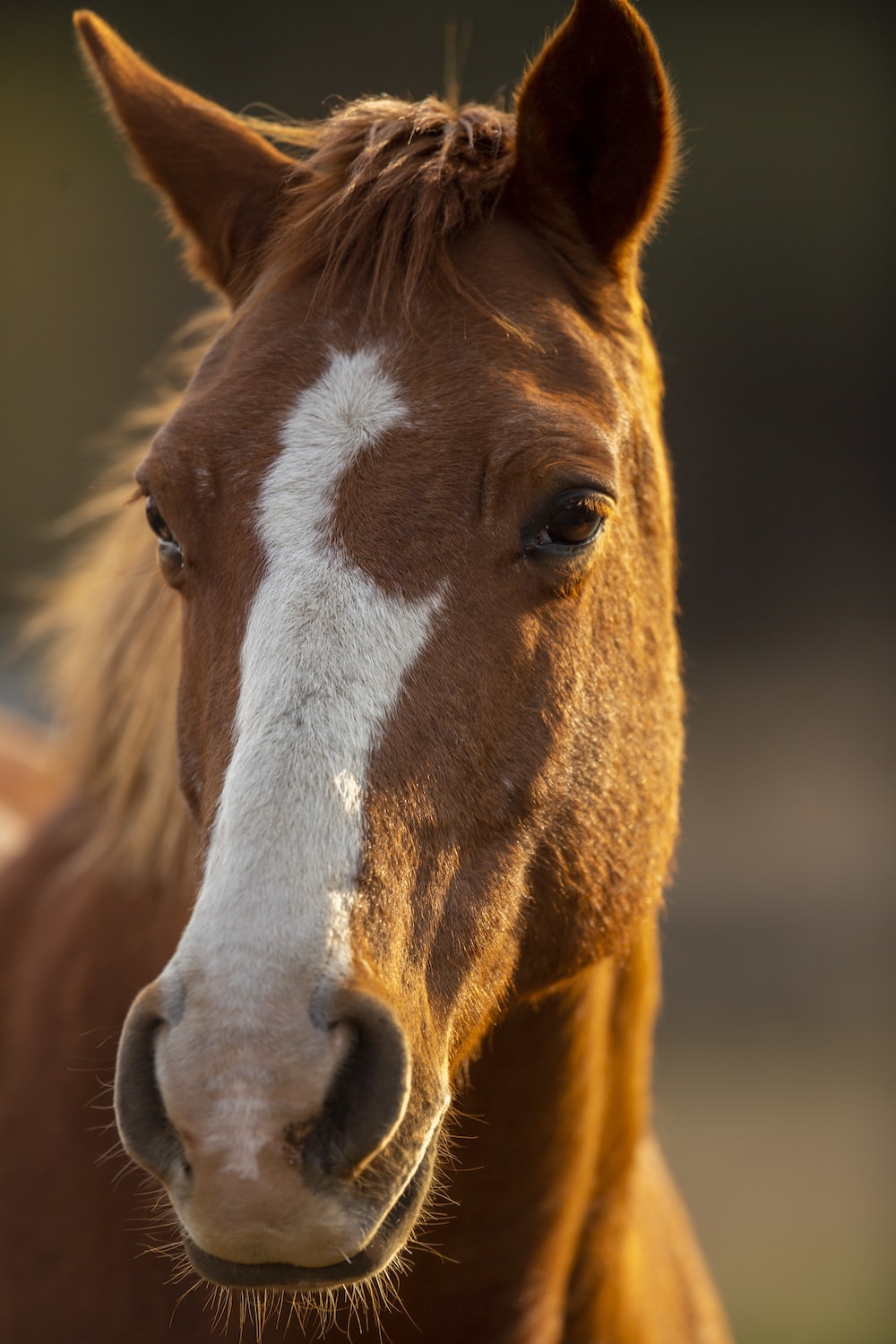 Horse Wallpaper: Free HD Download [HQ]