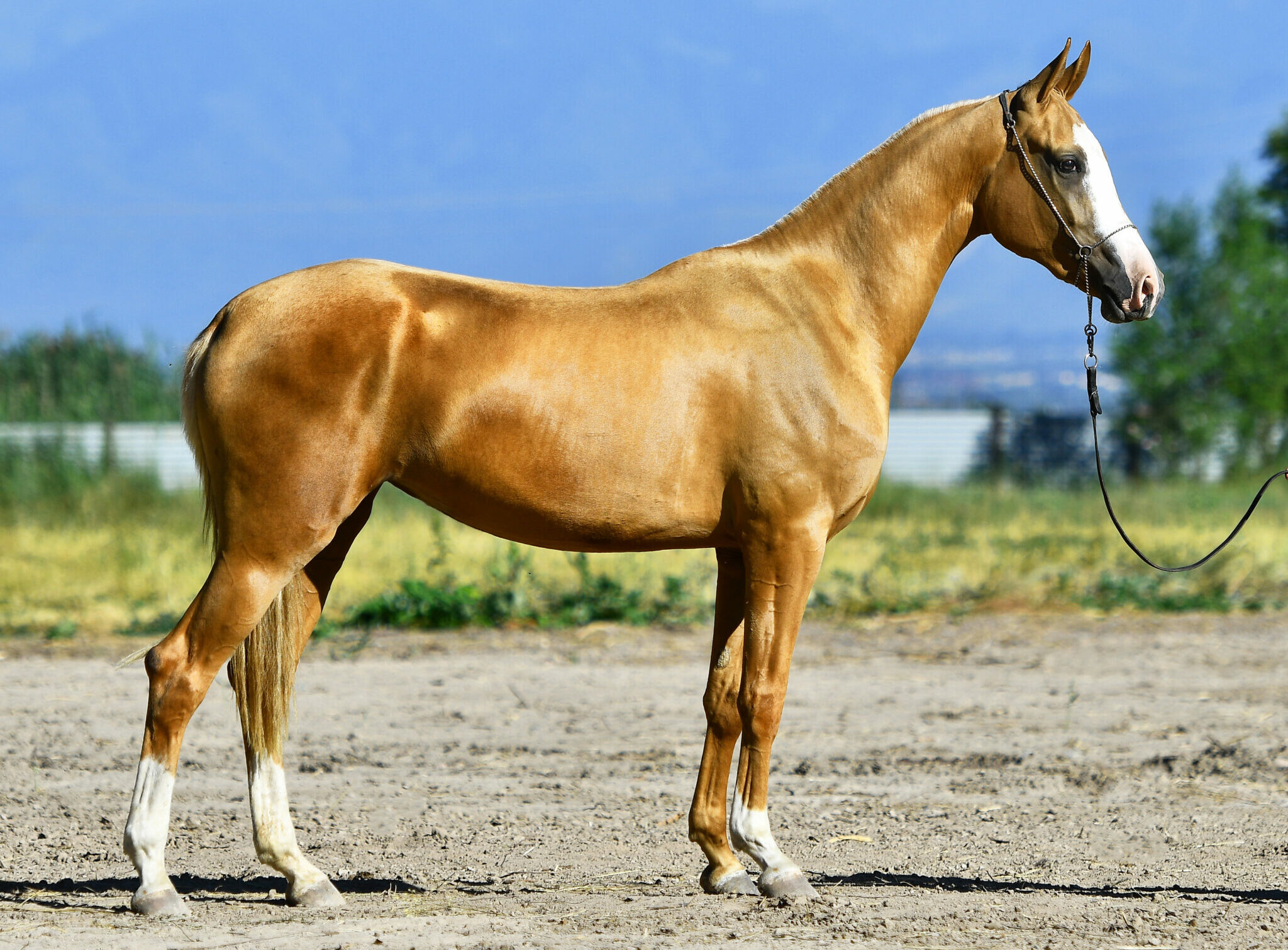 Horse Breed: Akhal Teke