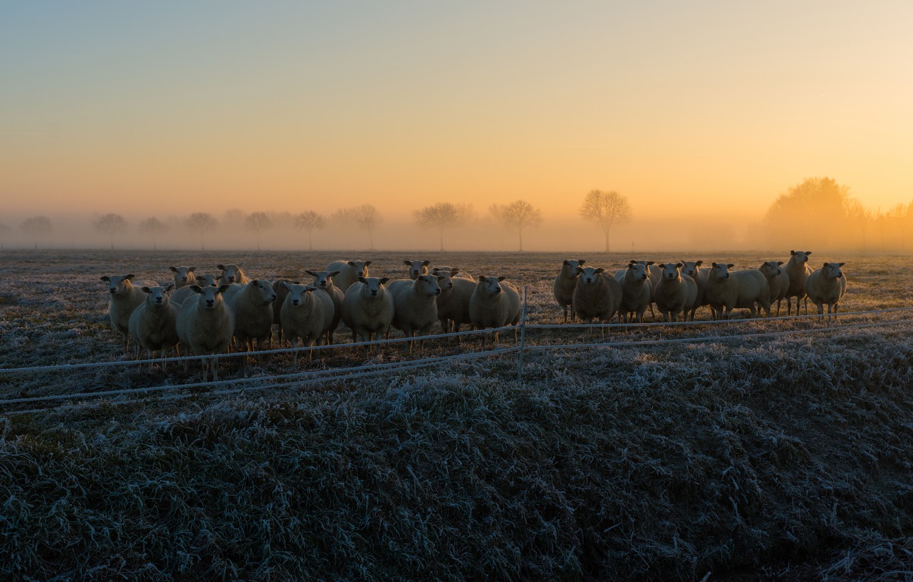 Wallpaper frost, field, the sky, grass, trees, fog, dawn, sheep, morning, pasture, sheep, early, a lot, the herd, flock image for desktop, section животные