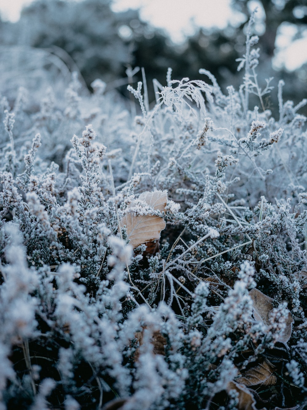 frost covered plants in a field with trees in the background photo