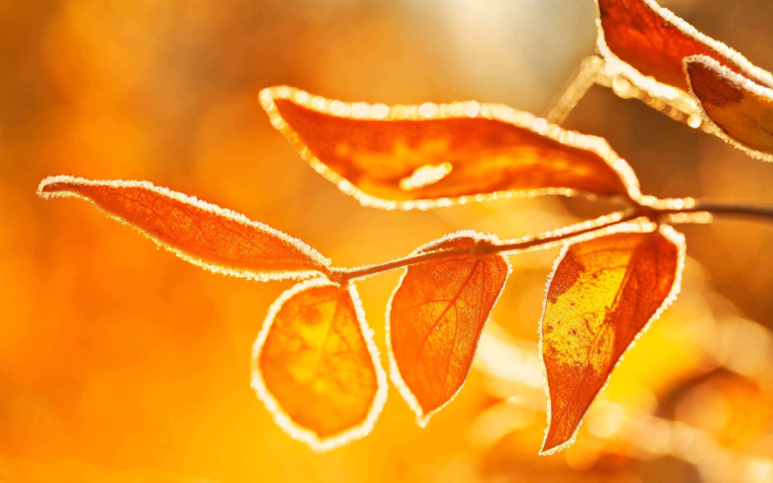Leaf HD, Nature Gallery HD Wallpaper