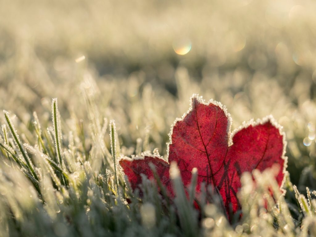 First November Frost In D.C. Expected Overnight—Here's How To Prepare