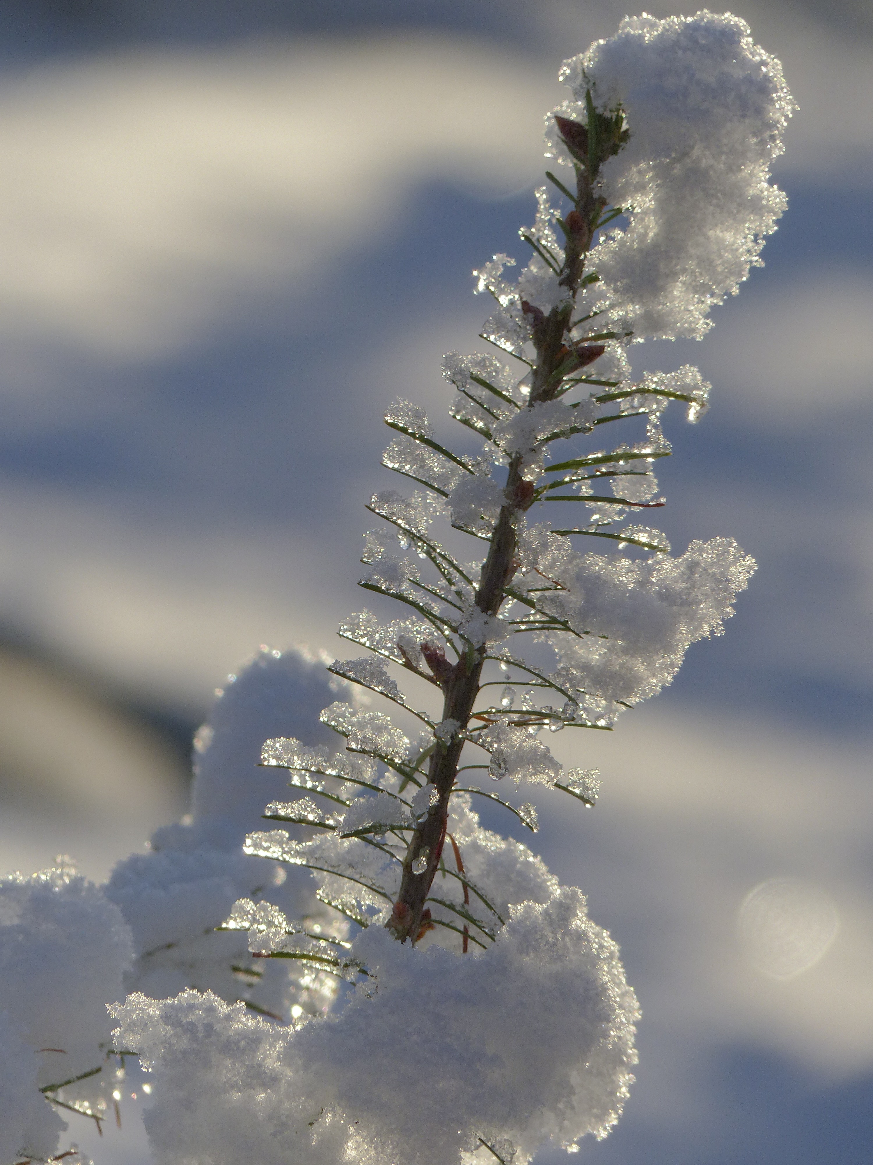 Free Image, landscape, tree, nature, forest, branch, cold, winter, cloud, sky, sunlight, morning, frost, daytime, ice, spring, scenery, fir, season, twig, conifer, close up, trees, dream, spruce, canada, early, freezing, macro