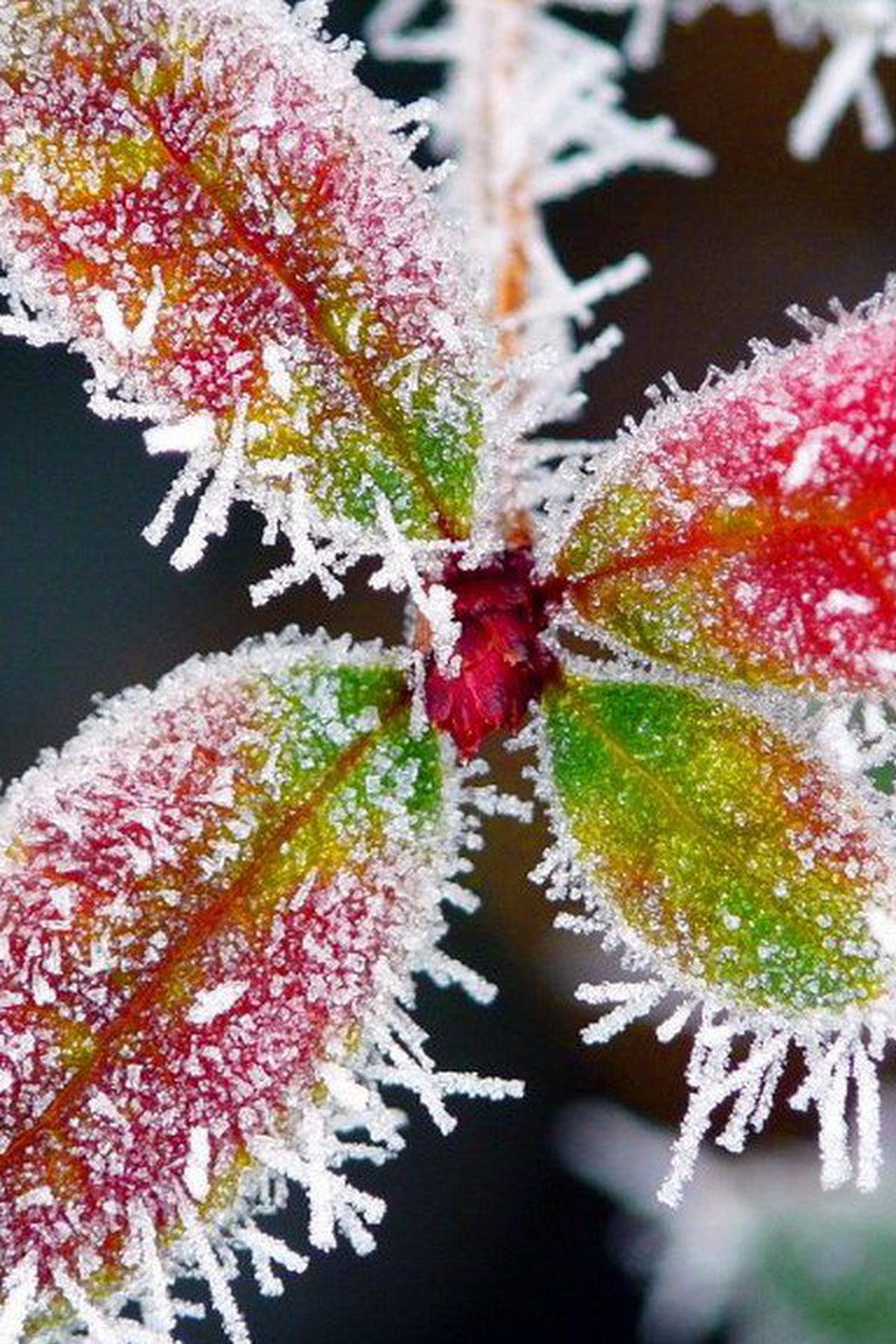 Breakdown: Why temperature is key in frost formation
