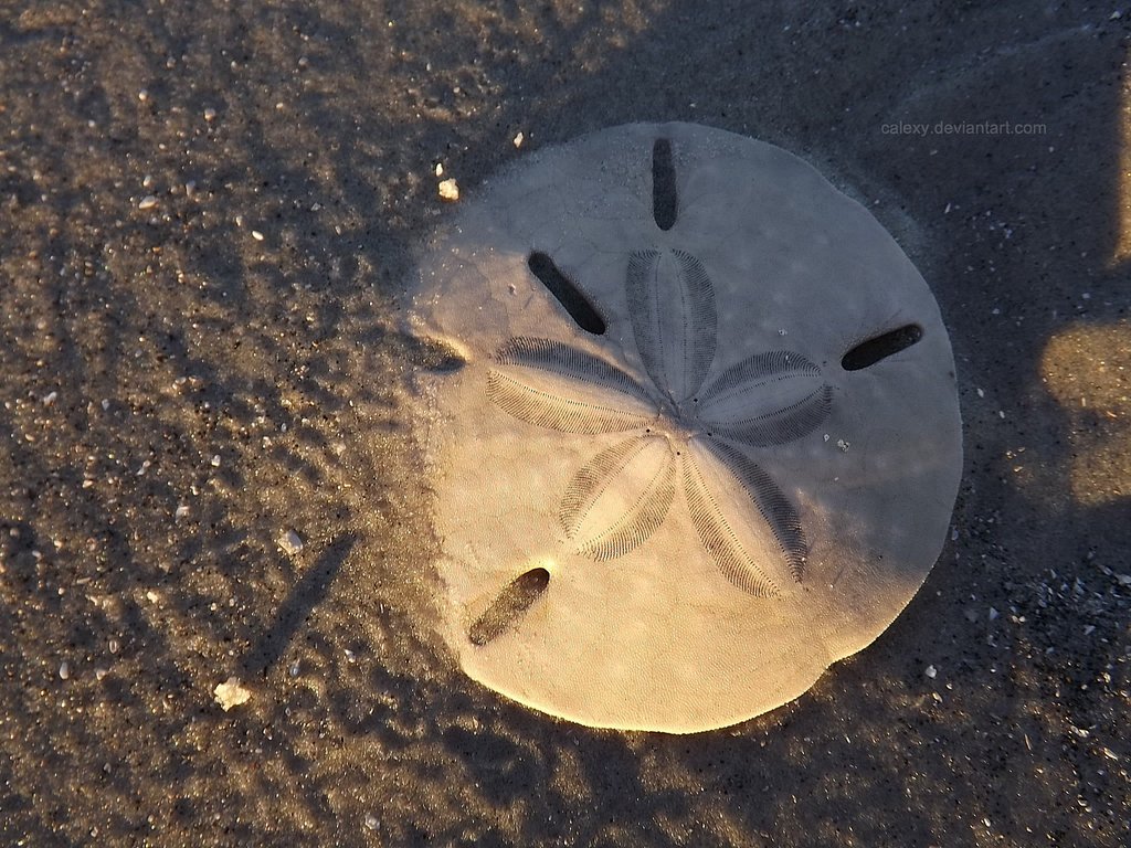 Free download Sand dollar at Sunset by Calexy on [1024x768] for your Desktop, Mobile & Tablet. Explore Sand Dollar Wallpaper. Dollar Sign Wallpaper, Sand Beach Wallpaper, Dollar Bill Wallpaper