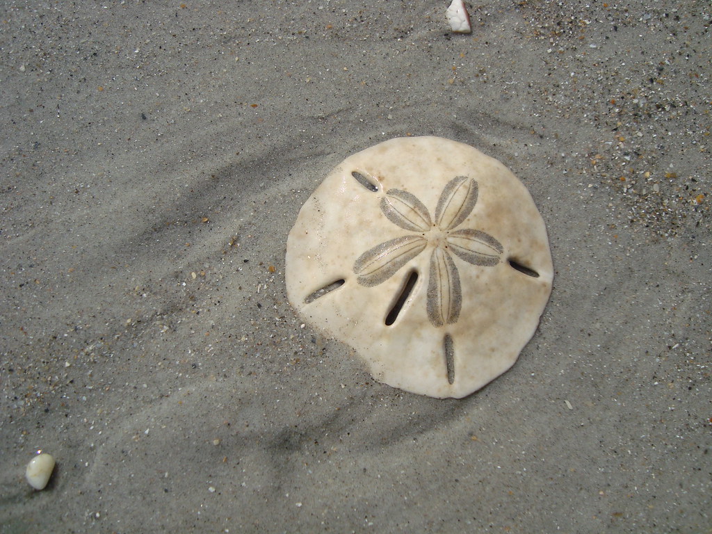 Sand dollar on the beach. Keyhole urchin sand dollar test