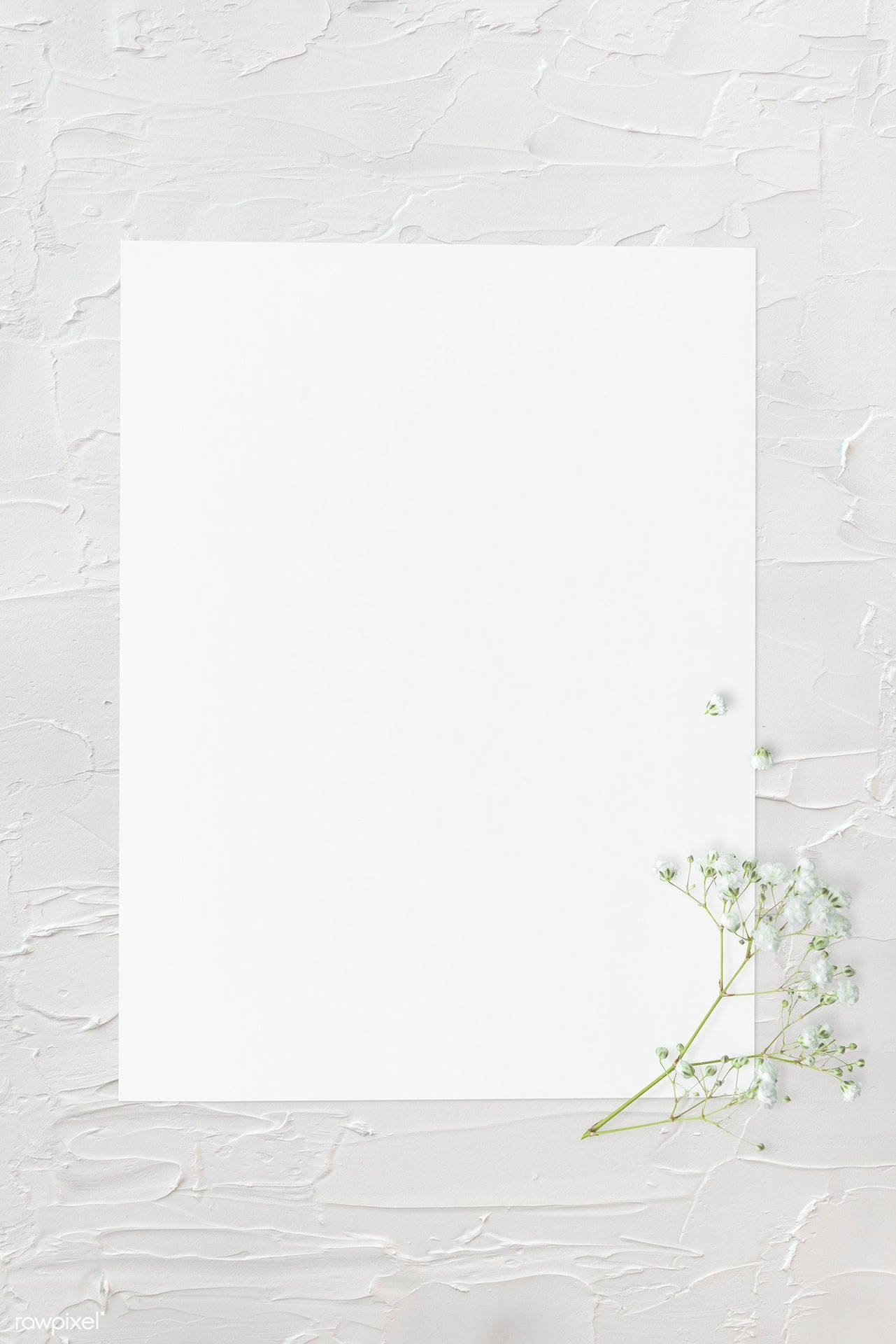 Download Blank White With Frame And White Flowers Wallpaper