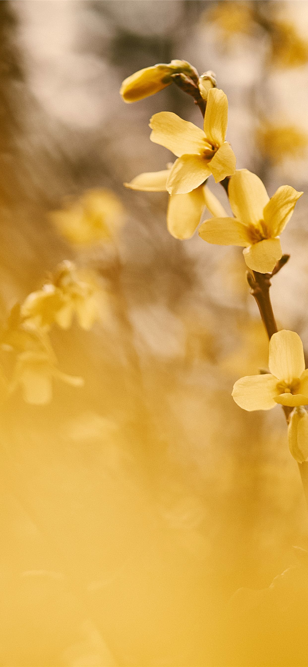 yellow flower in tilt shift lens iPhone X Wallpaper Free Download