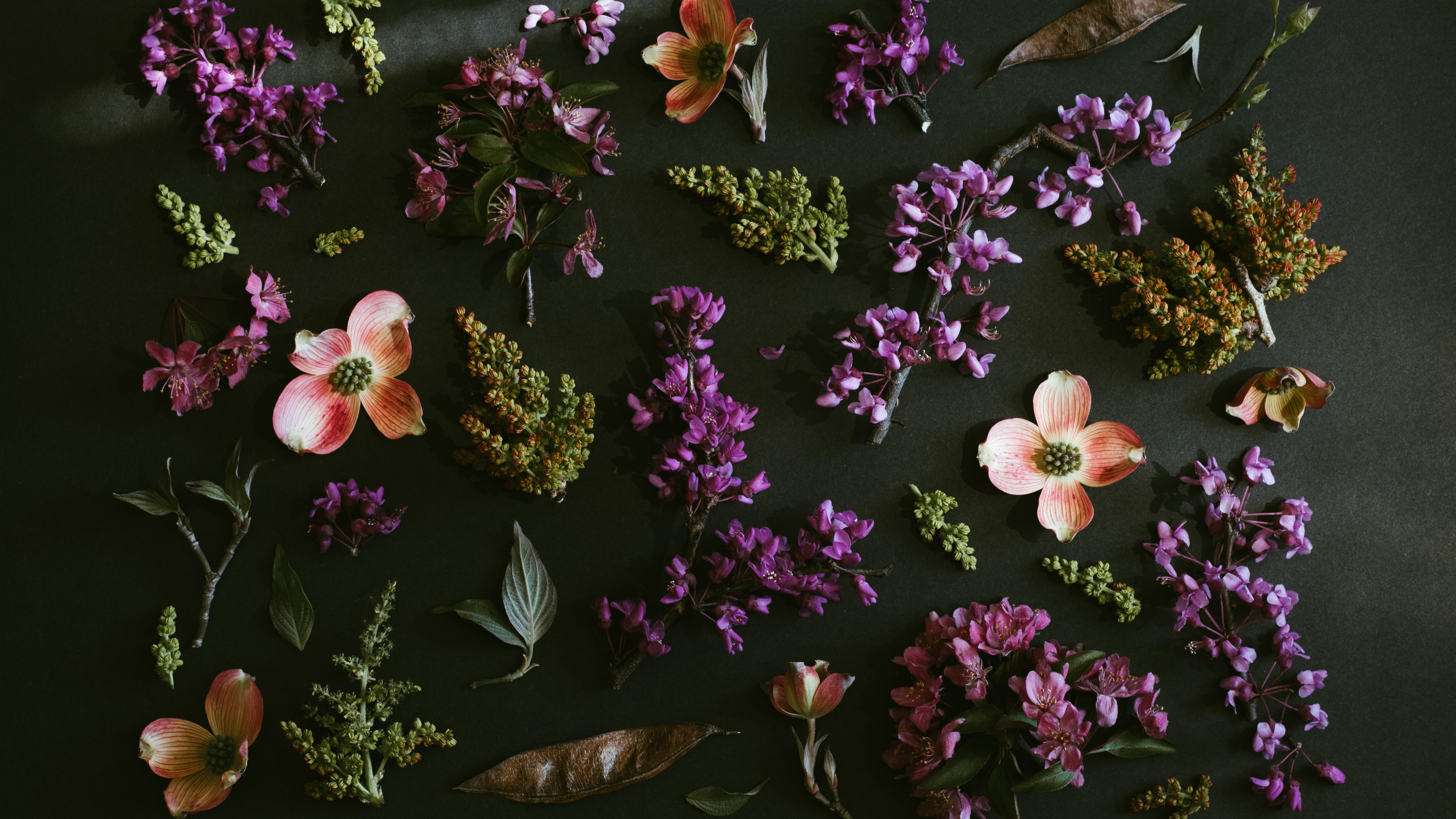 Purple Flowers Wallpaper 4K, Dark background, Flowers