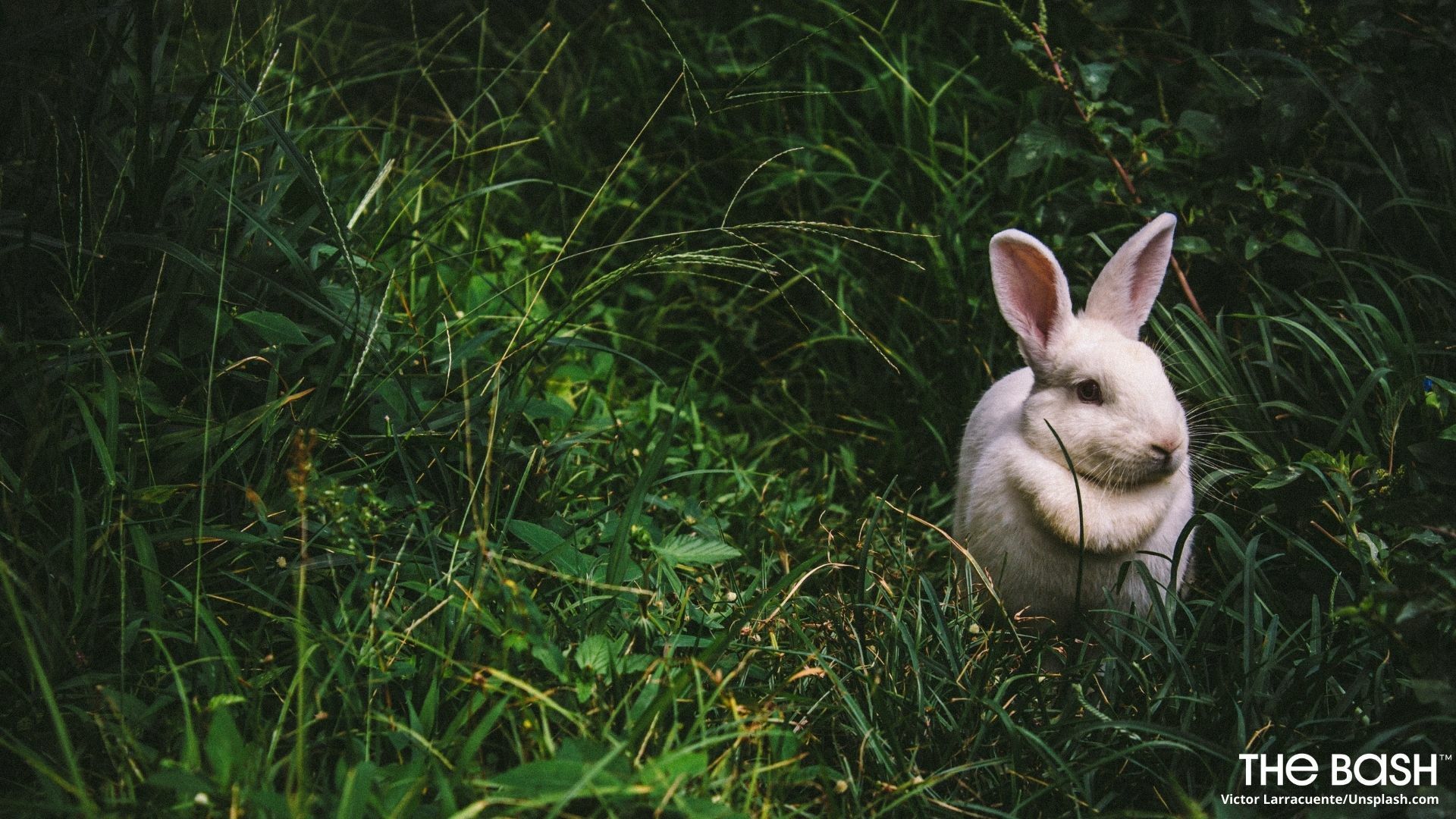 Easter Zoom Background for Your Virtual Spring Party