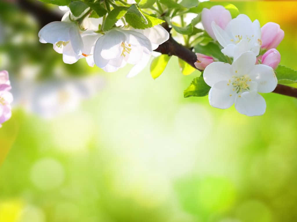 Download Spring Flowers Desktop Wallpaper